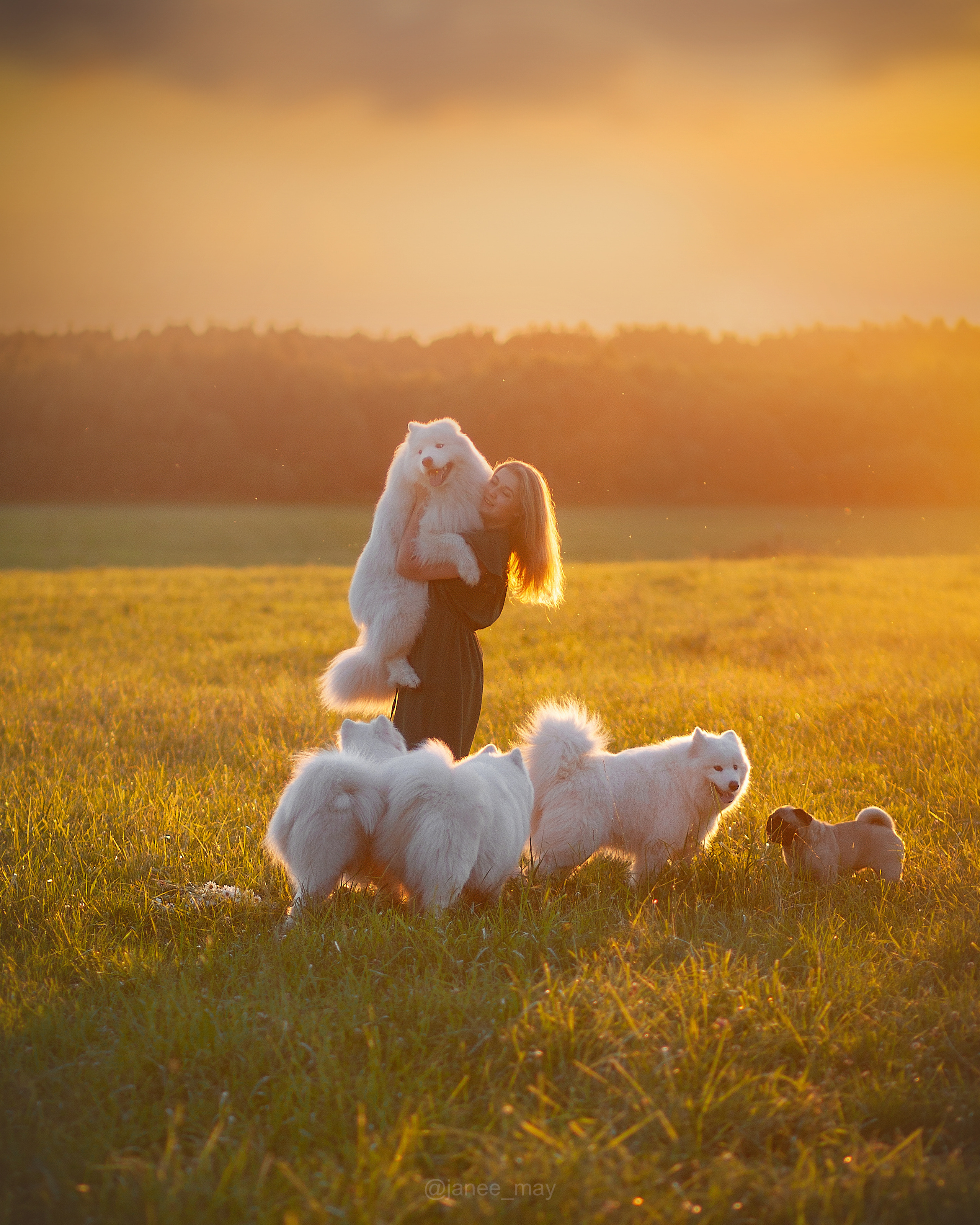 Фото собак, животных летом. Фотограф анималист в Москве Майорова Евгения