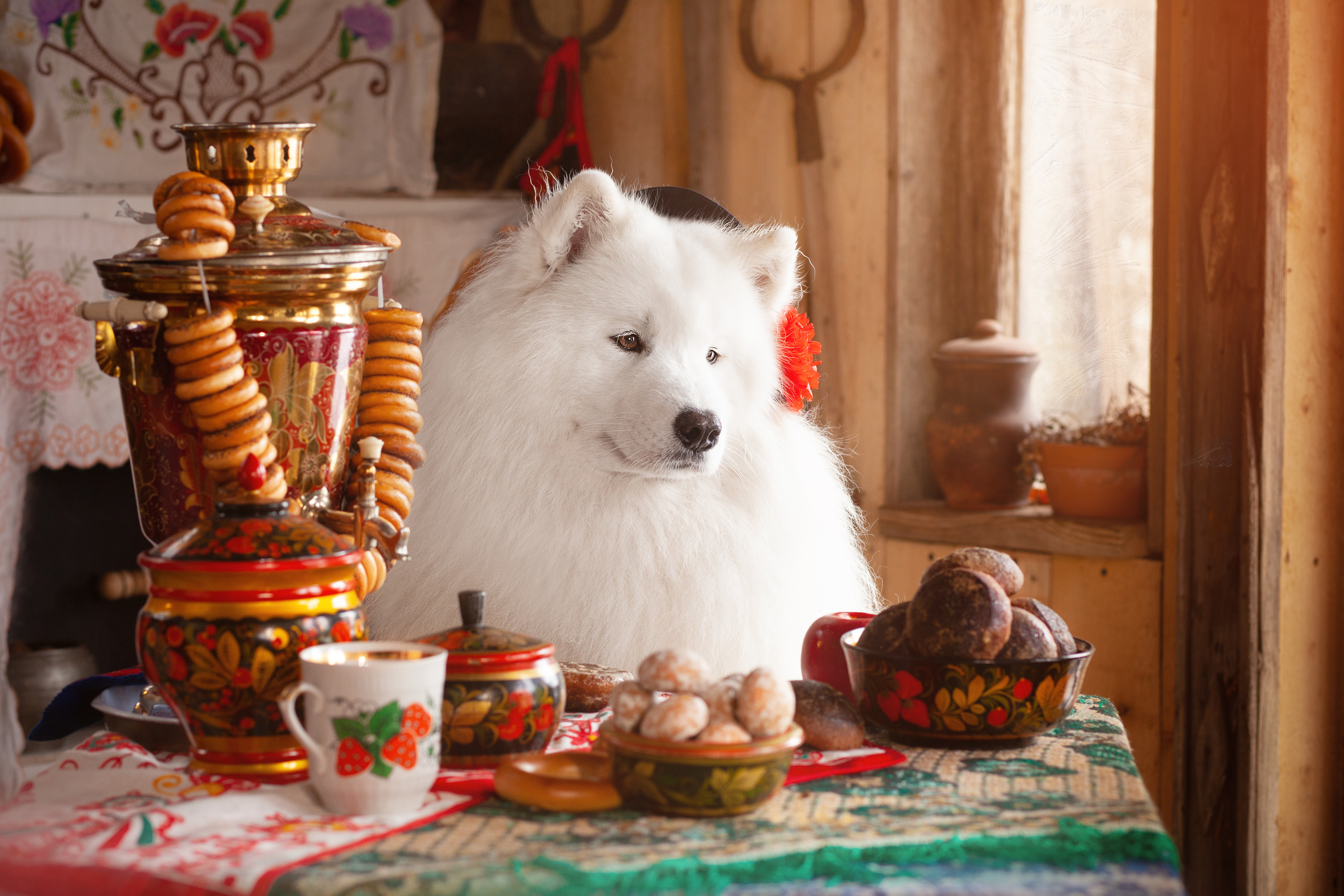 Фотосъемка собак в студии. Фотограф анималист в Москве Майорова Евгения