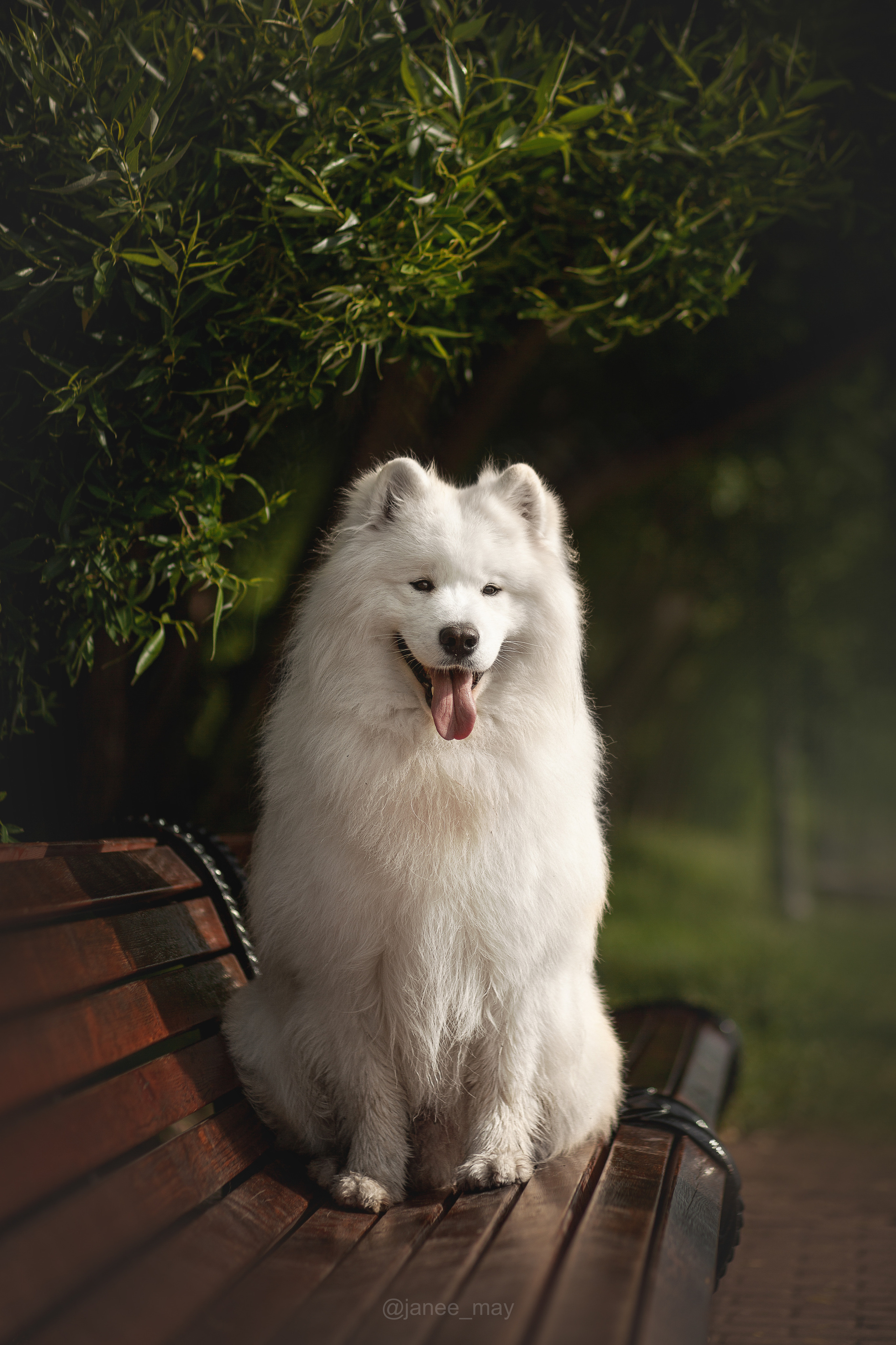 Фото собак, животных летом. Фотограф анималист в Москве Майорова Евгения