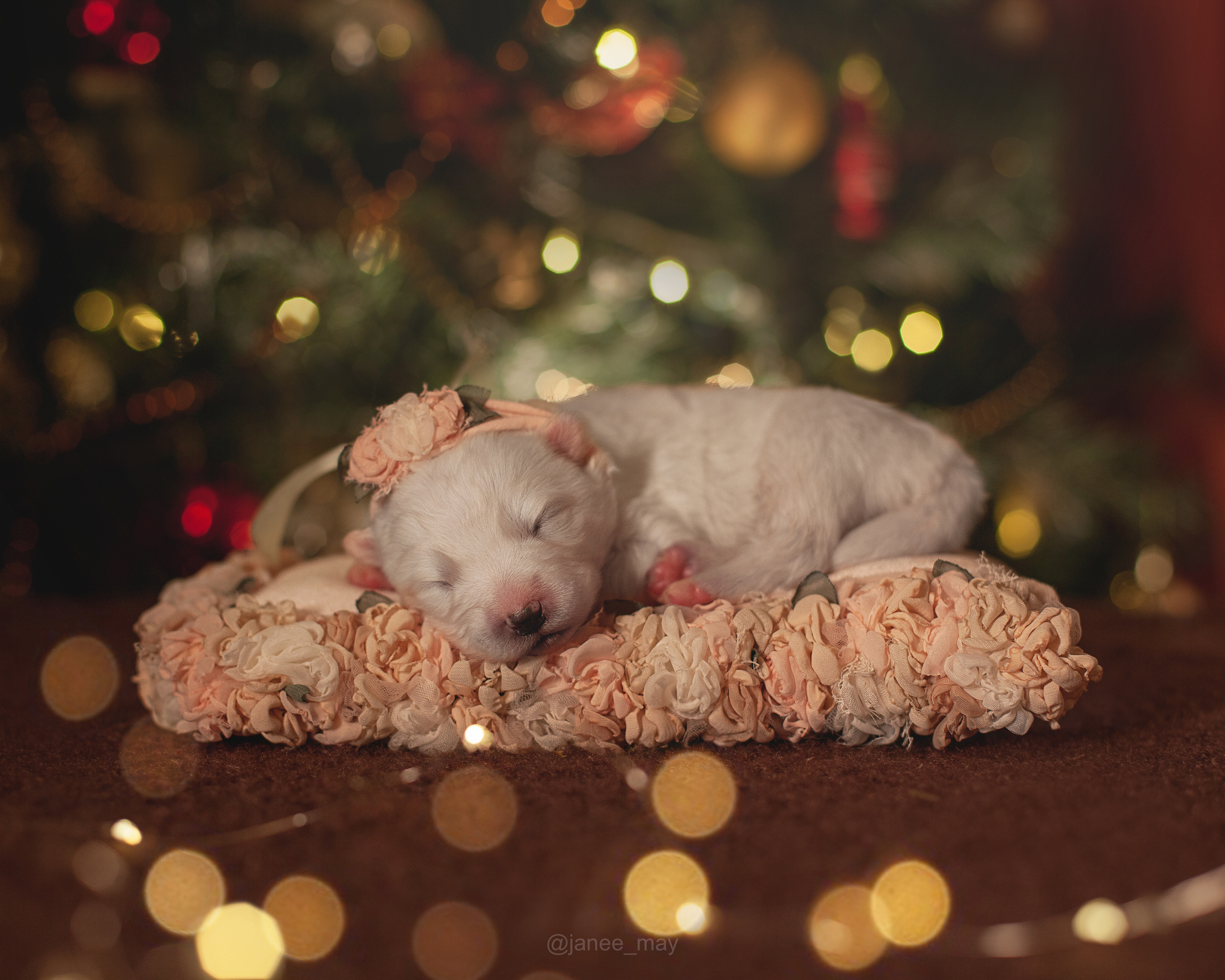 Фотосъемка щенков. Фотограф анималист в Москве Майорова Евгения