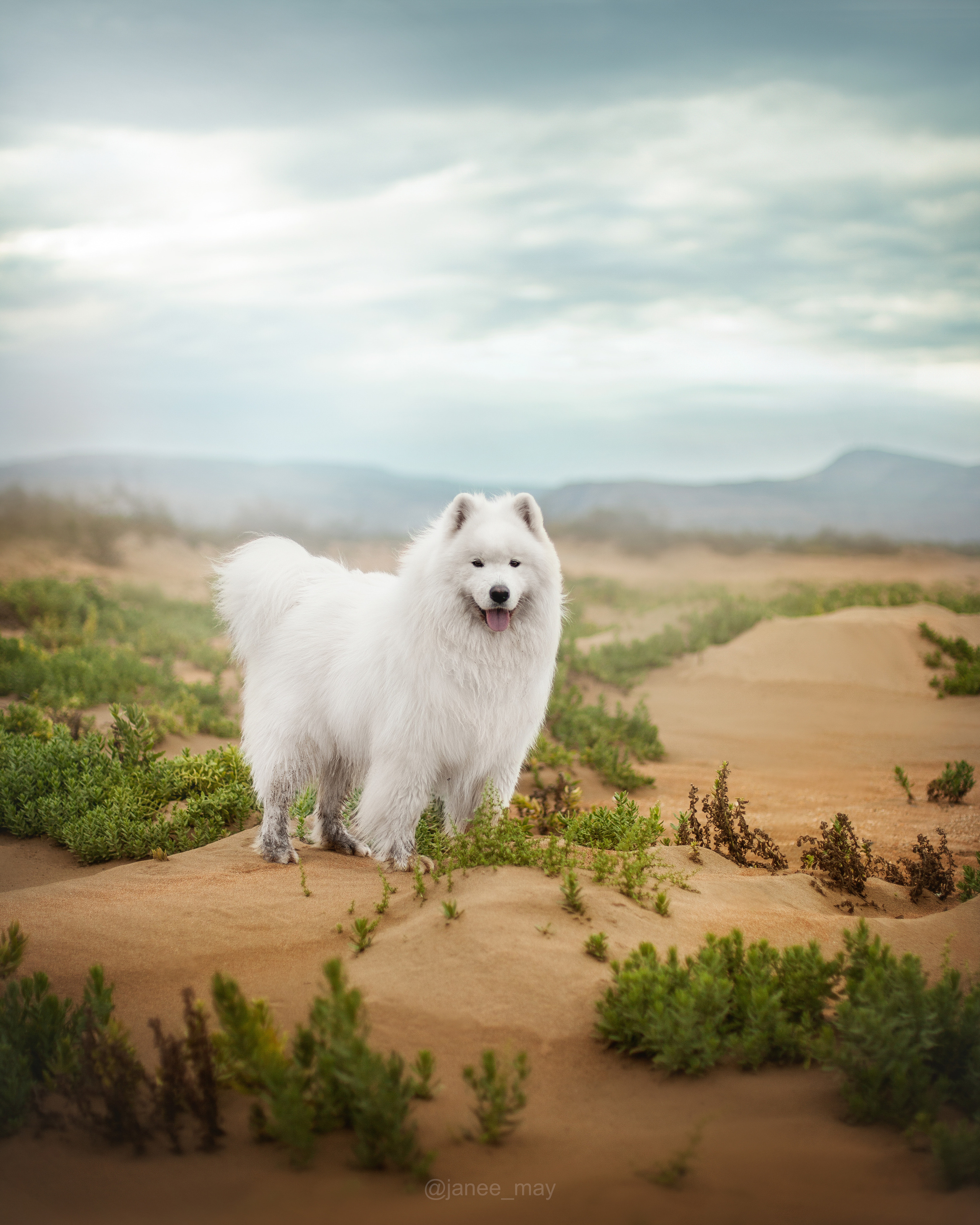 Фото собак, животных осенью. Фотограф анималист в Москве Майорова Евгения