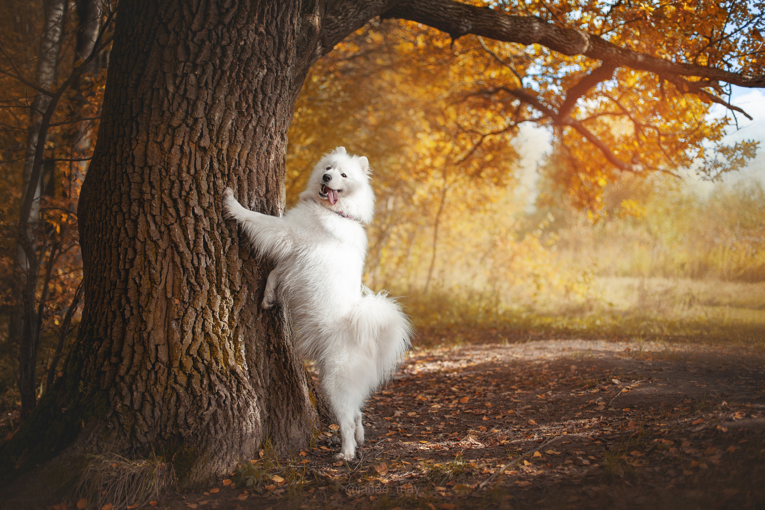 Фото собак, животных осенью. Фотограф анималист в Москве Майорова Евгения