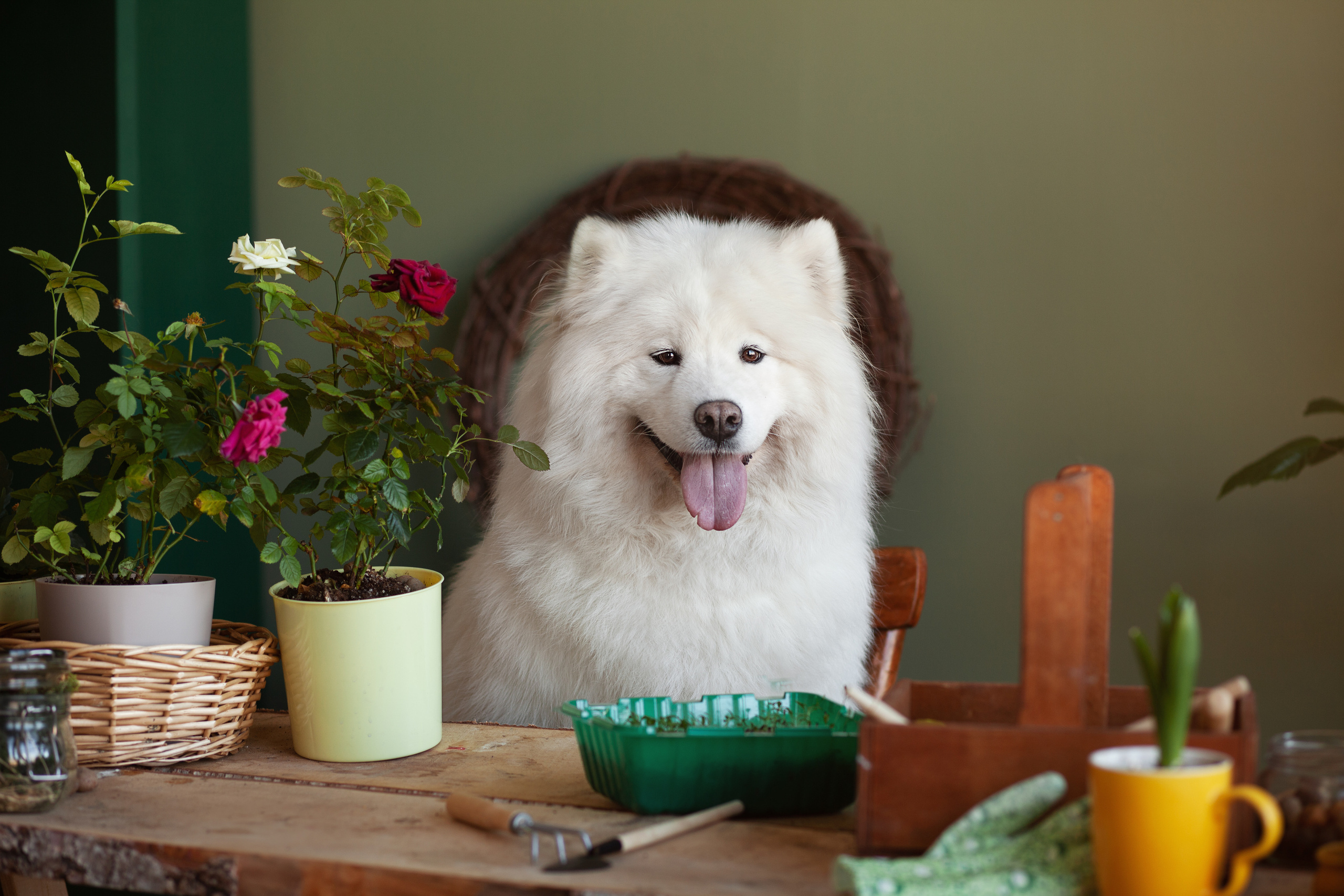 Фотосъемка собак в студии. Фотограф анималист в Москве Майорова Евгения