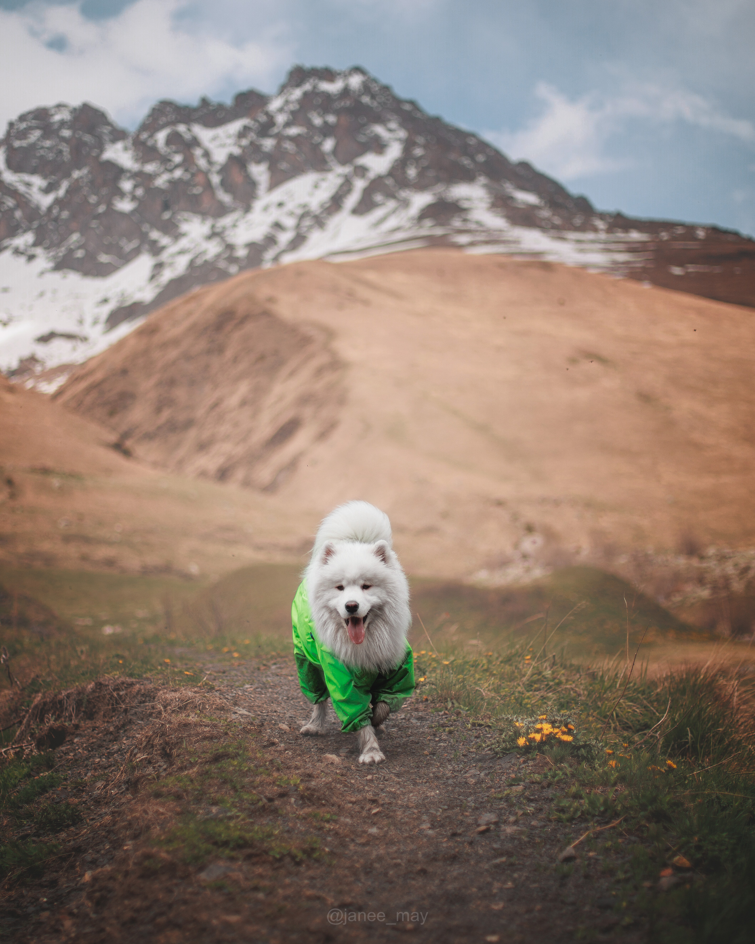 Фото собак, животных летом. Фотограф анималист в Москве Майорова Евгения