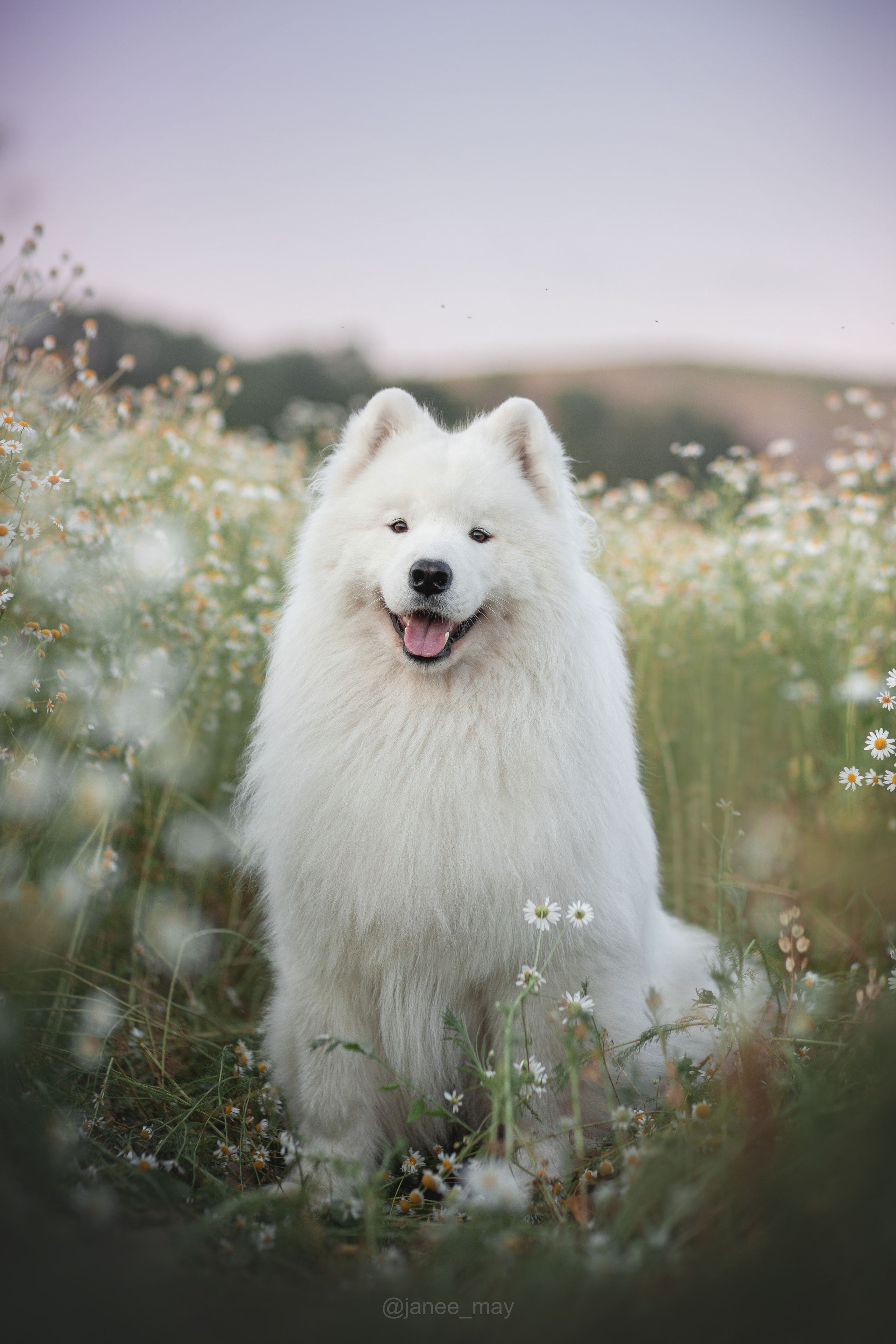 Фото собак, животных весной. Фотограф анималист в Москве Майорова Евгения