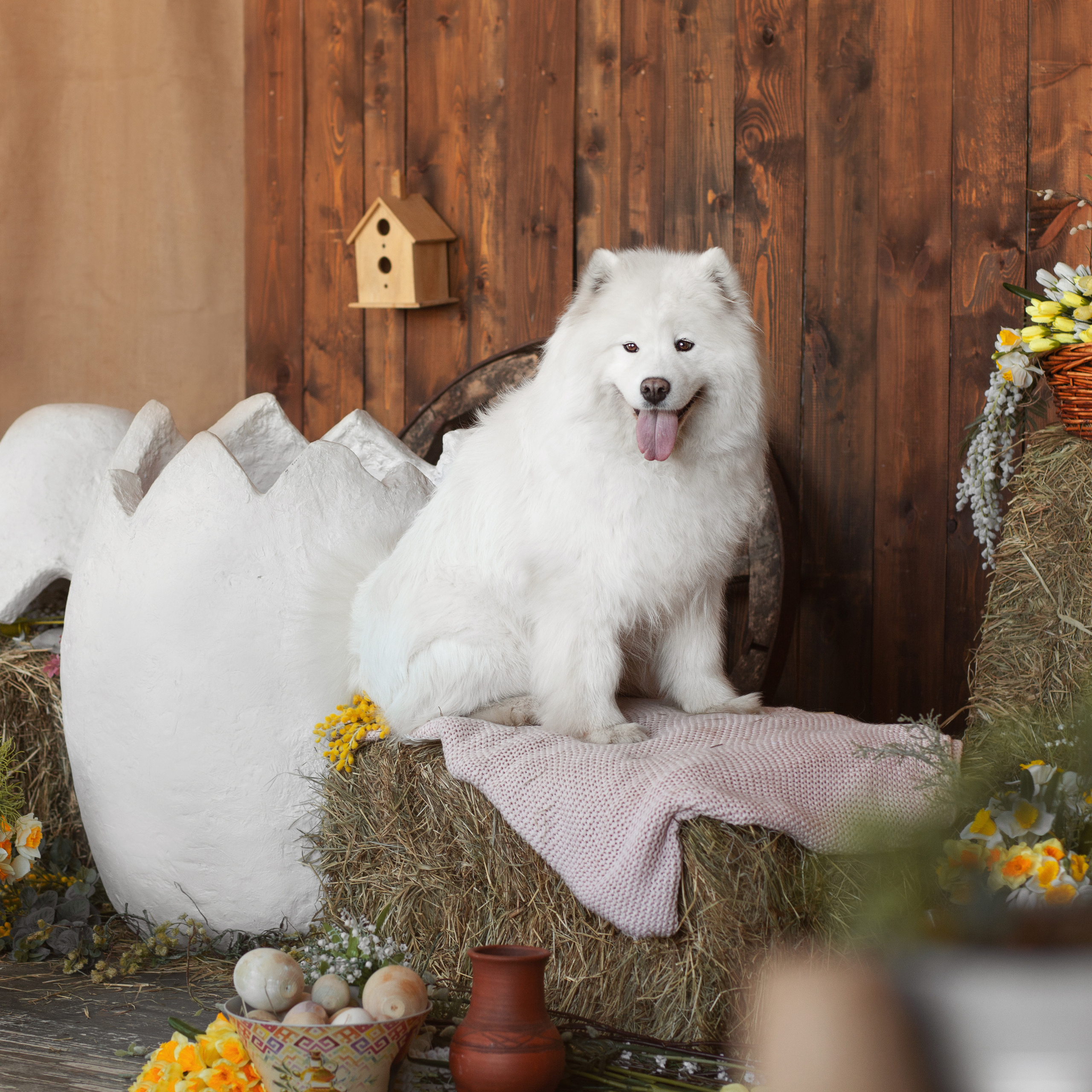 Фотосъемка собак в студии. Фотограф анималист в Москве Майорова Евгения