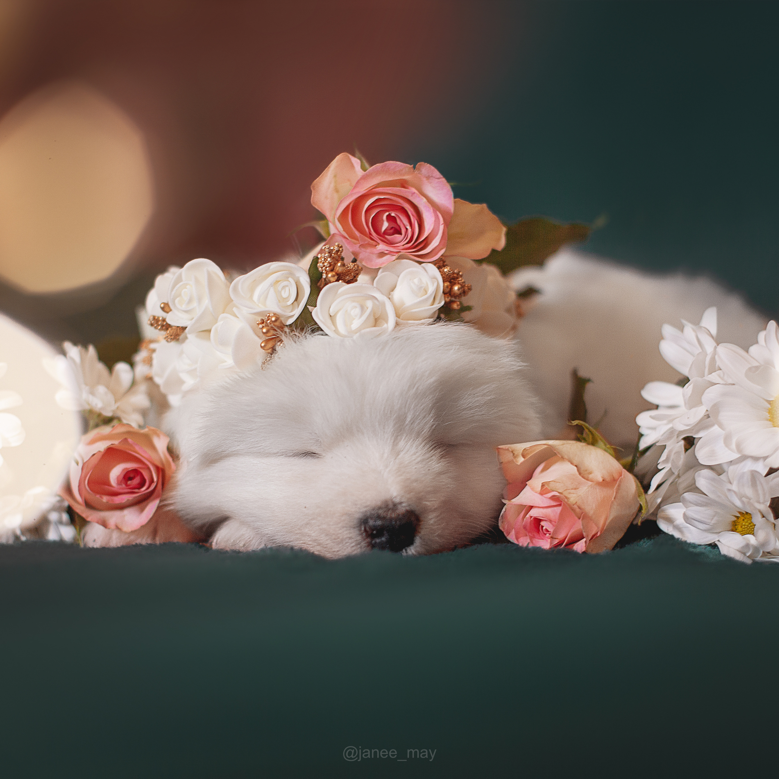 Фотосъемка щенков. Фотограф анималист в Москве Майорова Евгения