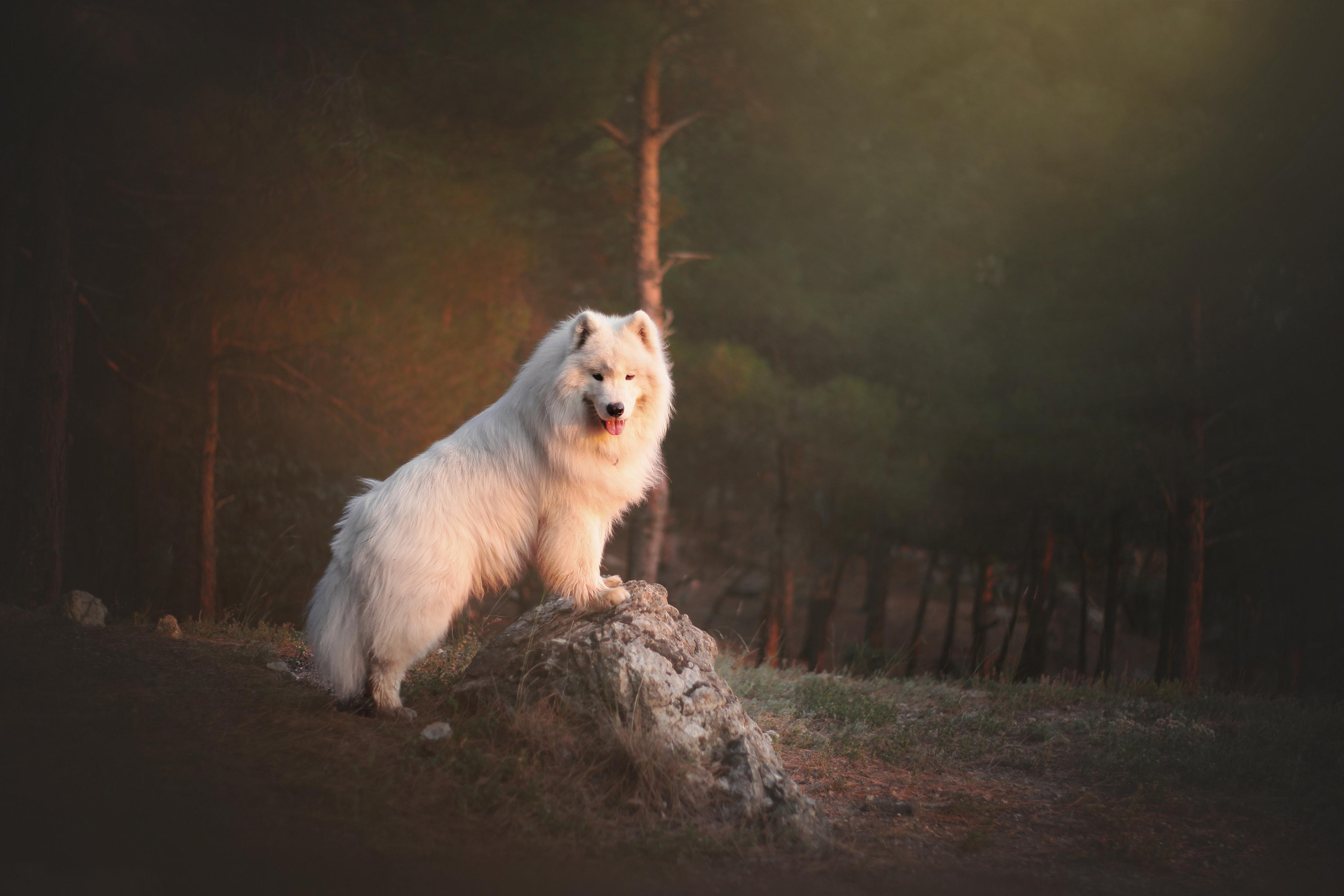 Фото собак, животных летом. Фотограф анималист в Москве Майорова Евгения