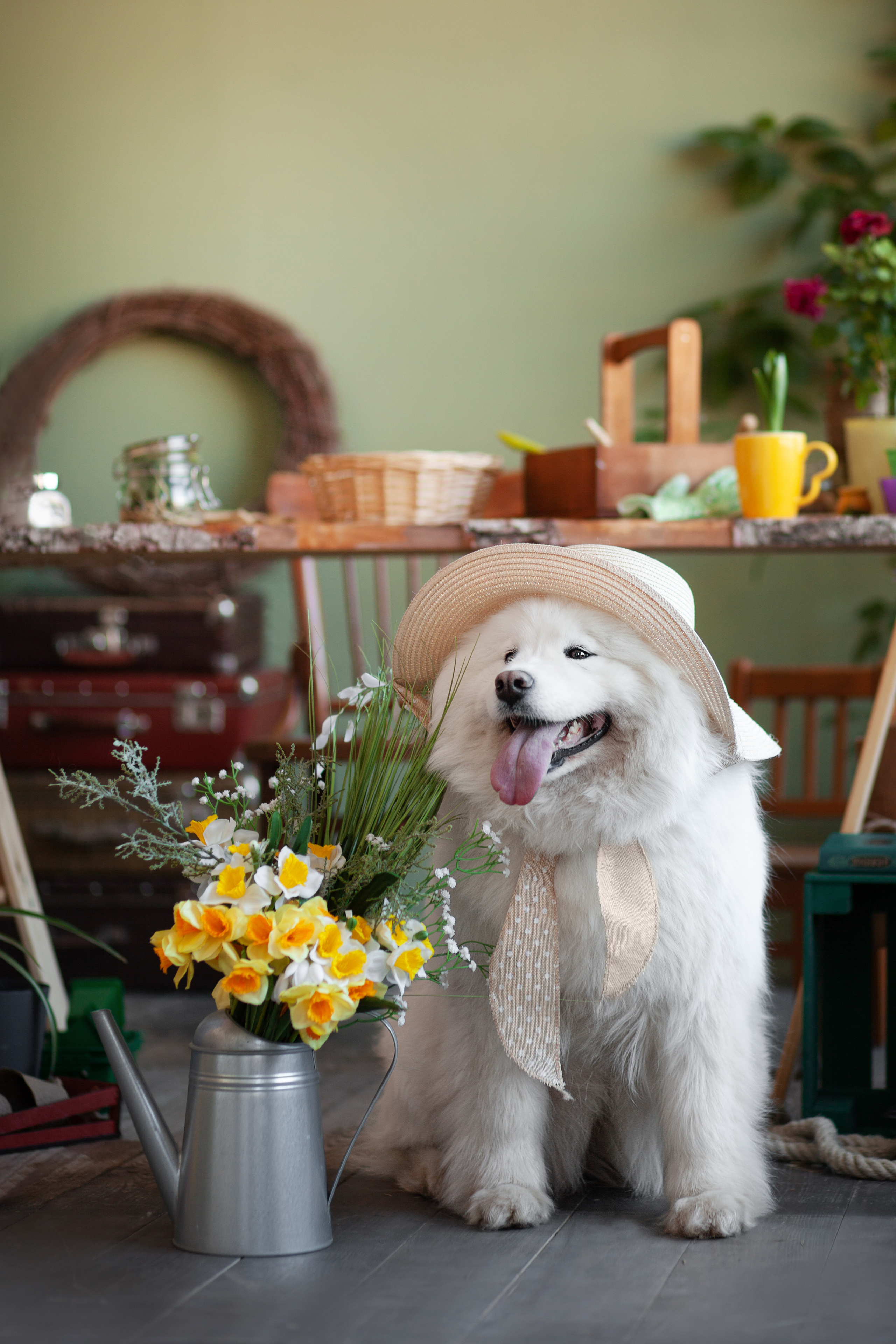 Фотосъемка собак в студии. Фотограф анималист в Москве Майорова Евгения