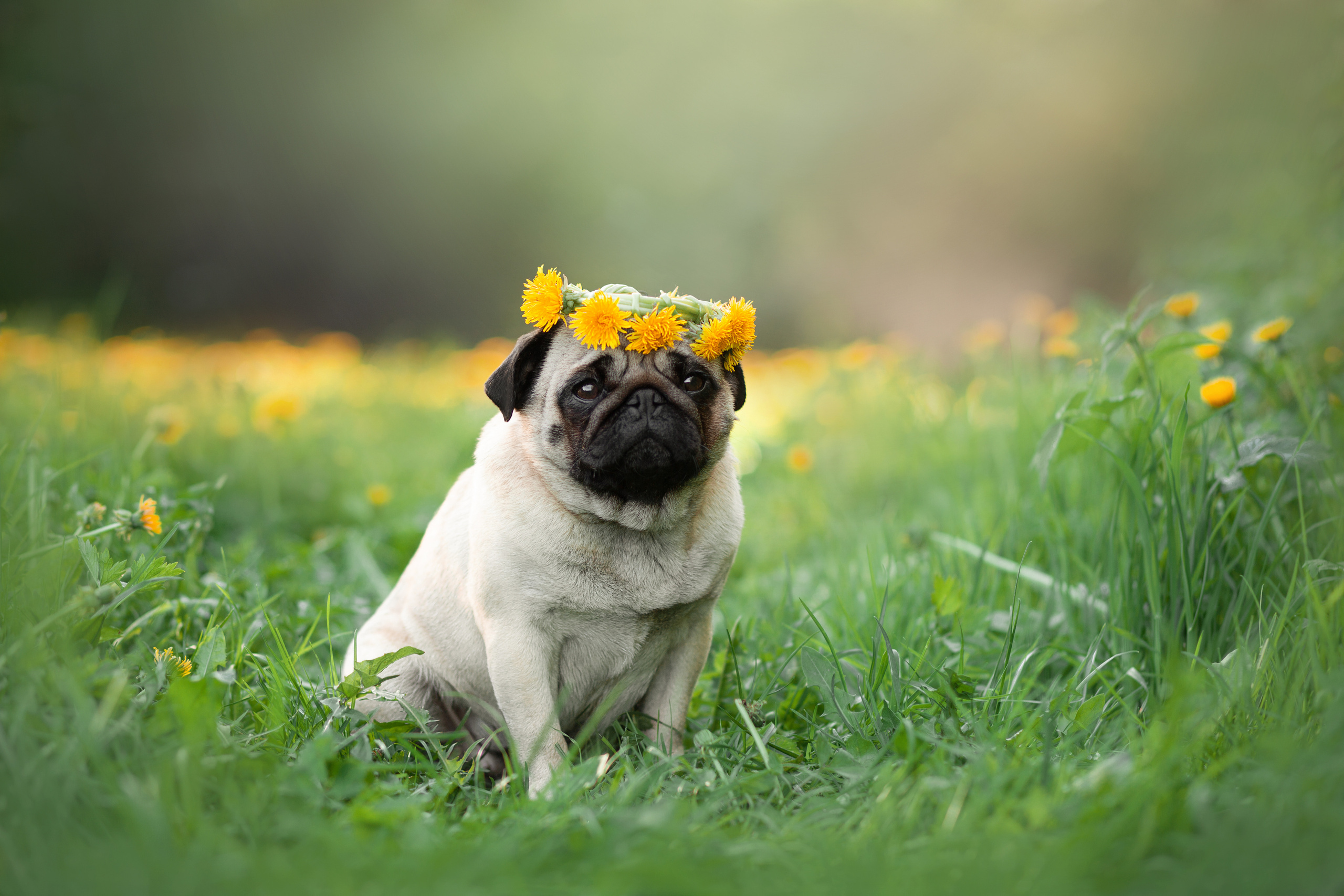 Фото собак, животных весной. Фотограф анималист в Москве Майорова Евгения