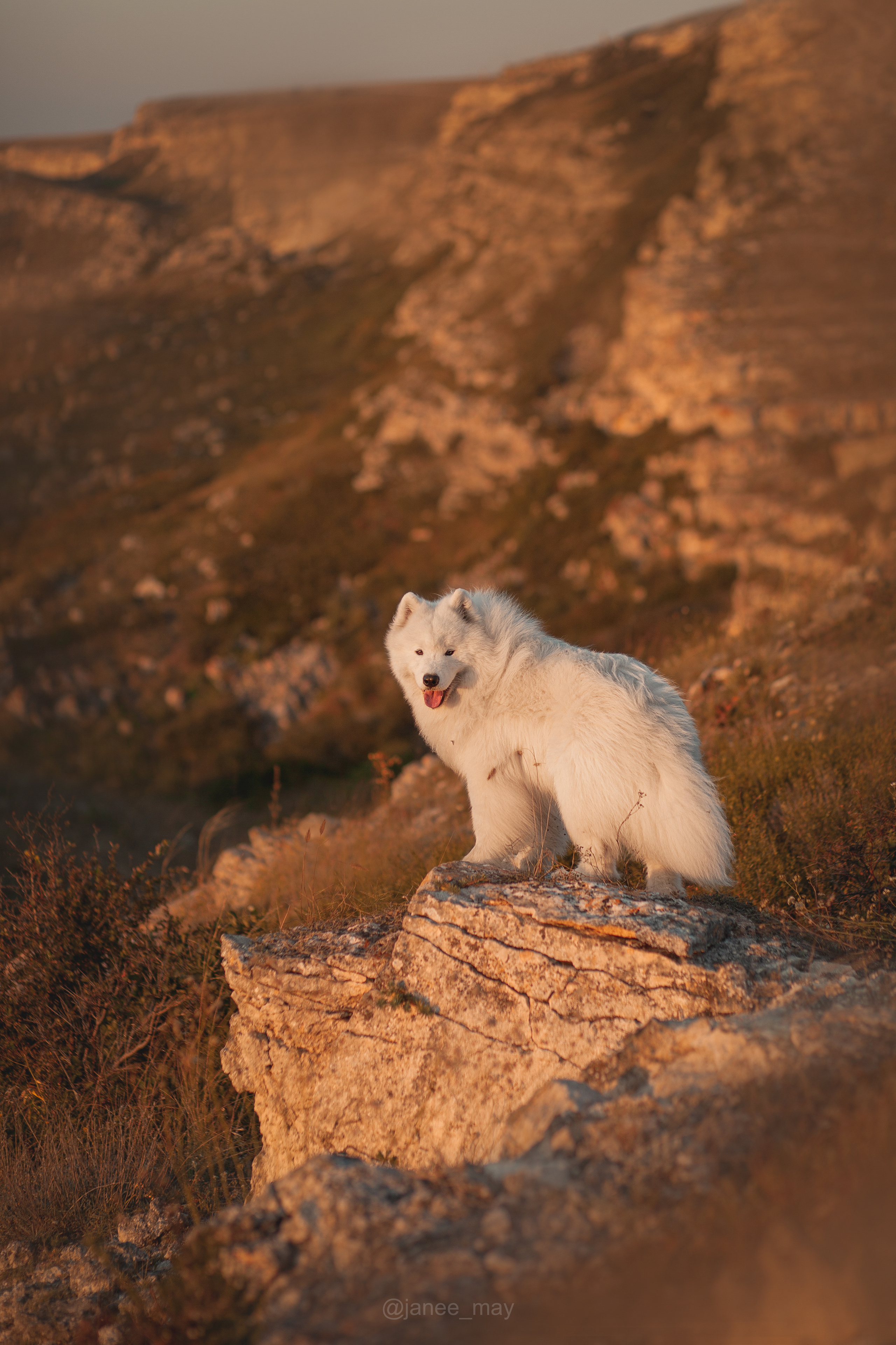 Фото собак, животных летом. Фотограф анималист в Москве Майорова Евгения