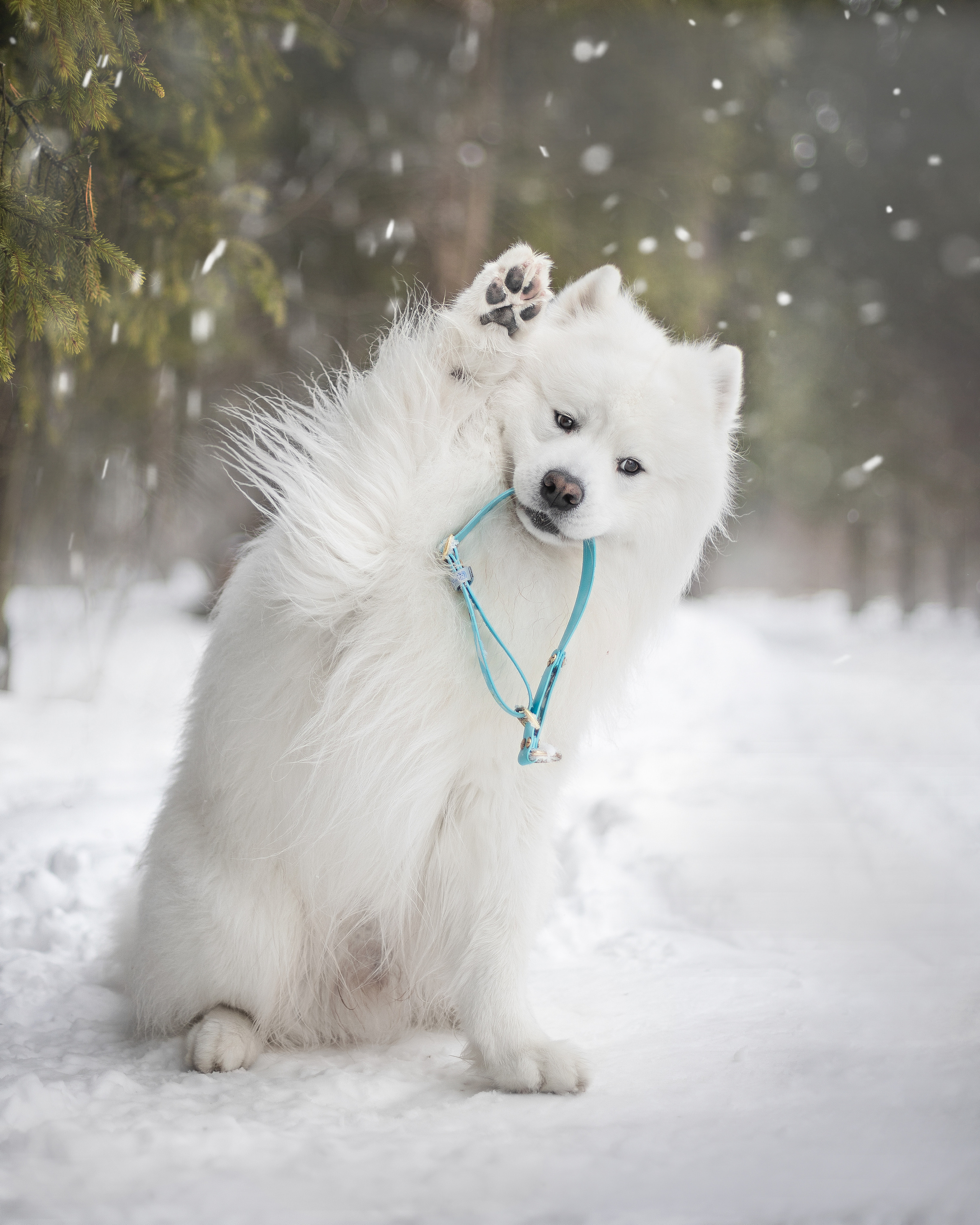 Фото собак, животных зимой. Фотограф анималист в Москве Майорова Евгения
