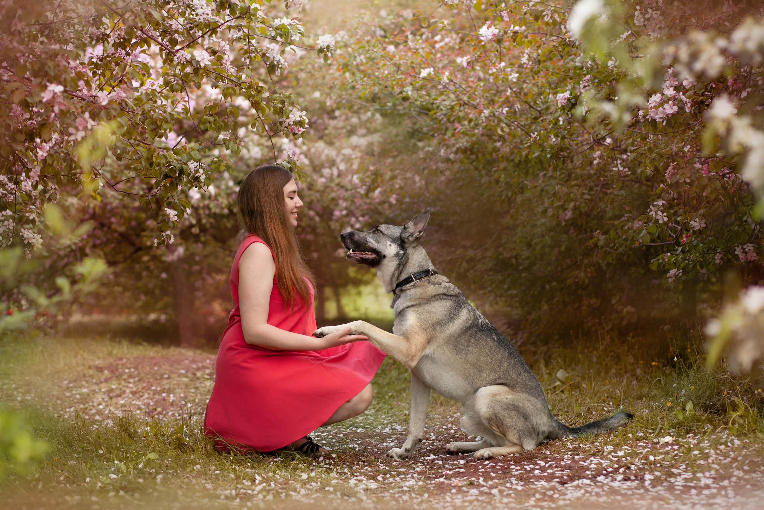 Фото собак, животных весной. Фотограф анималист в Москве Майорова Евгения