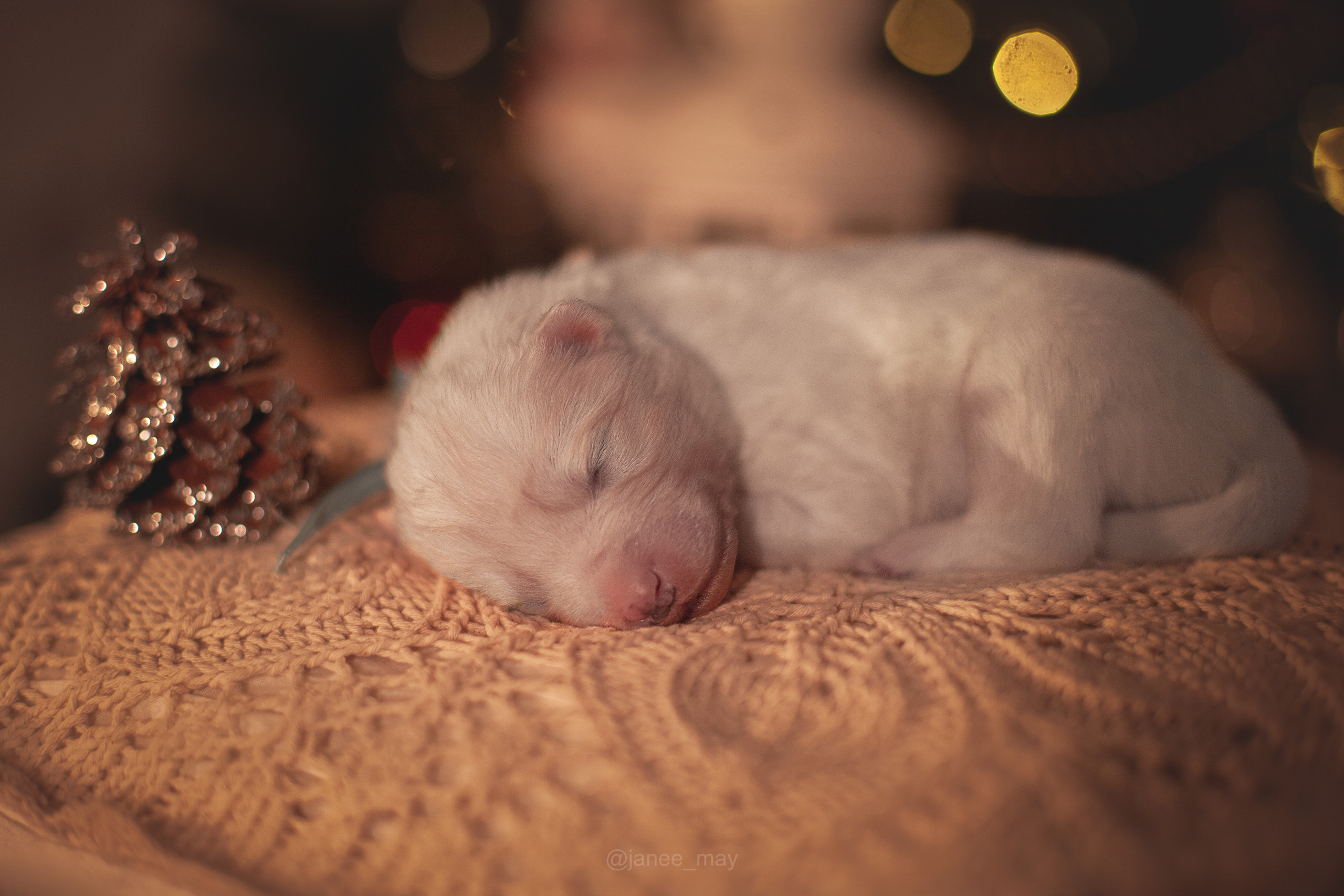 Фотосъемка щенков. Фотограф анималист в Москве Майорова Евгения