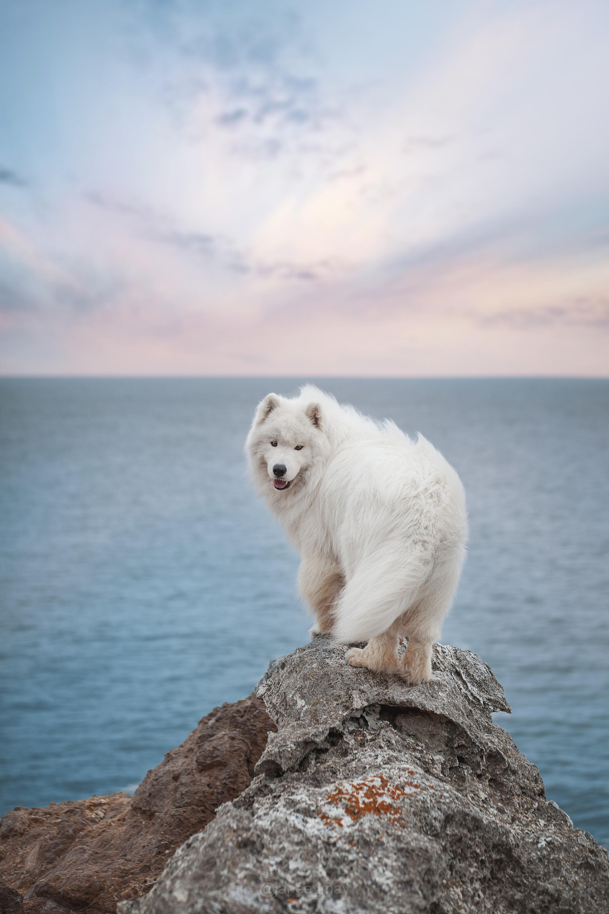 Фото собак, животных летом. Фотограф анималист в Москве Майорова Евгения