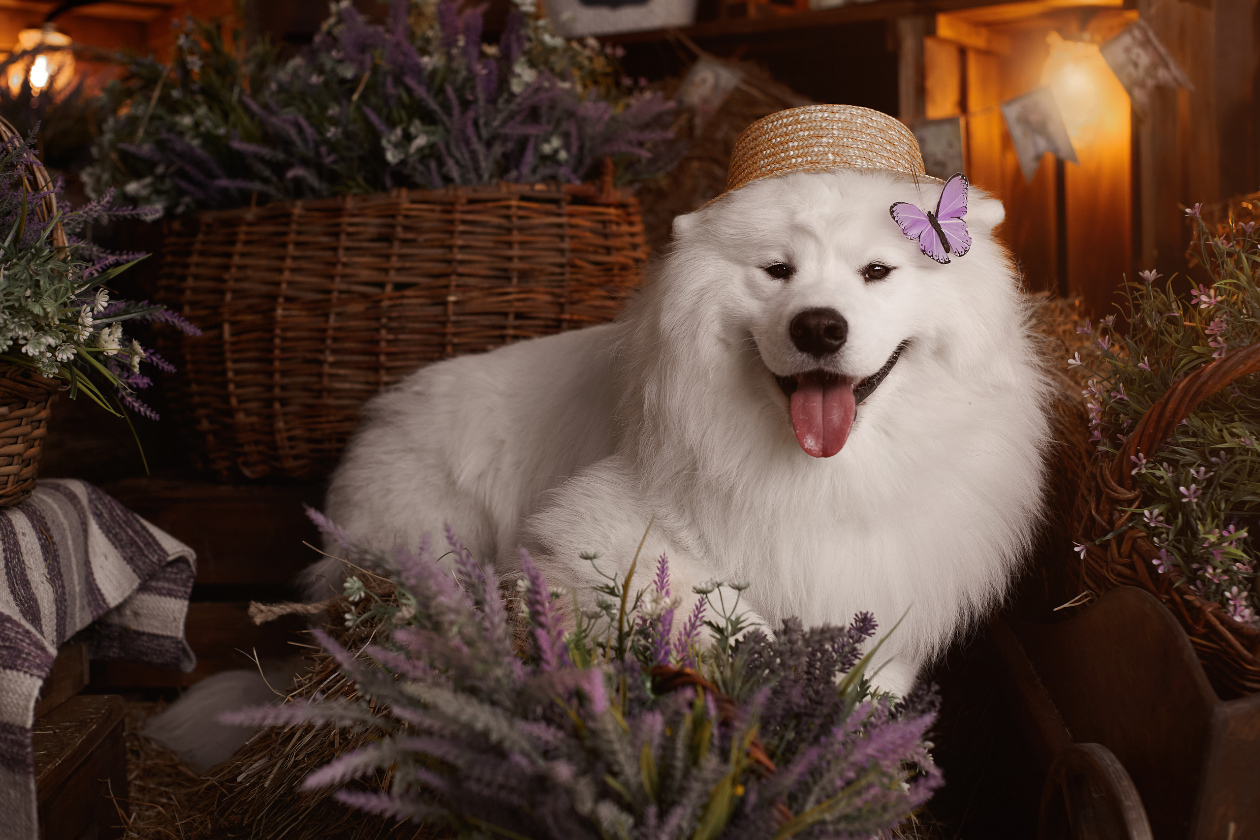 Фотосъемка собак в студии. Фотограф анималист в Москве Майорова Евгения