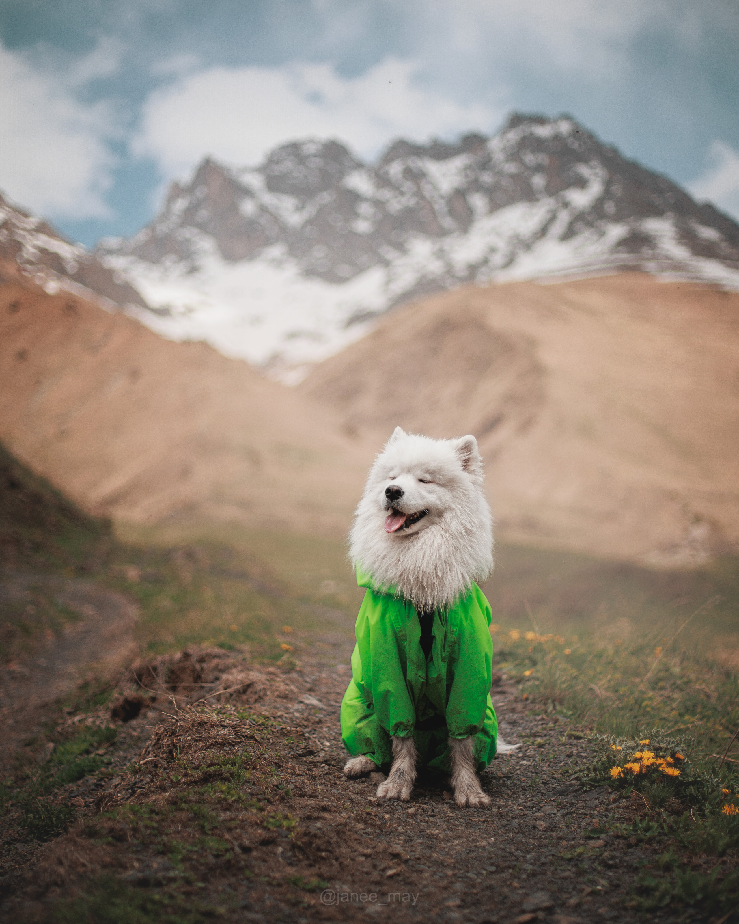 Фото собак, животных летом. Фотограф анималист в Москве Майорова Евгения