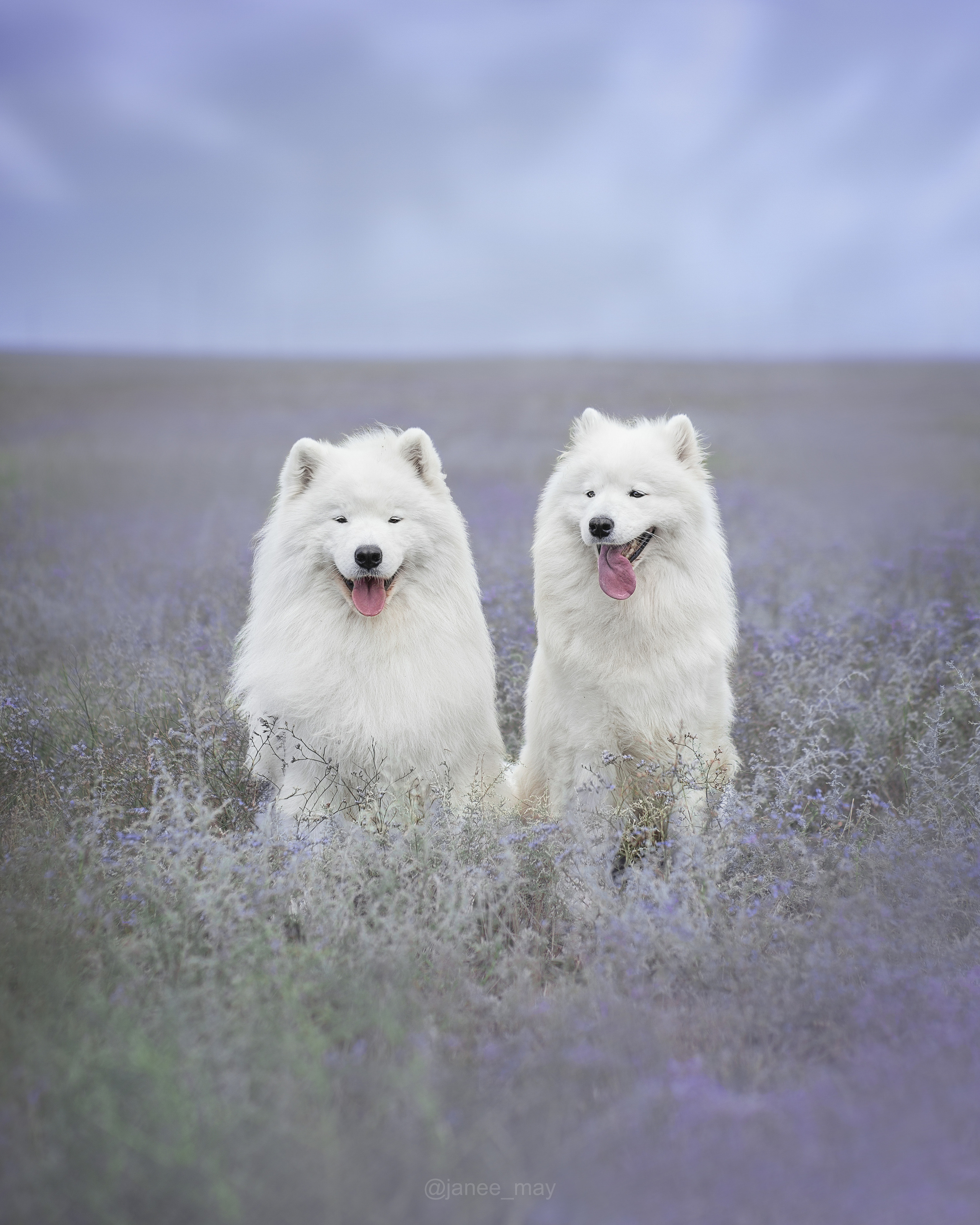Фото собак, животных весной. Фотограф анималист в Москве Майорова Евгения