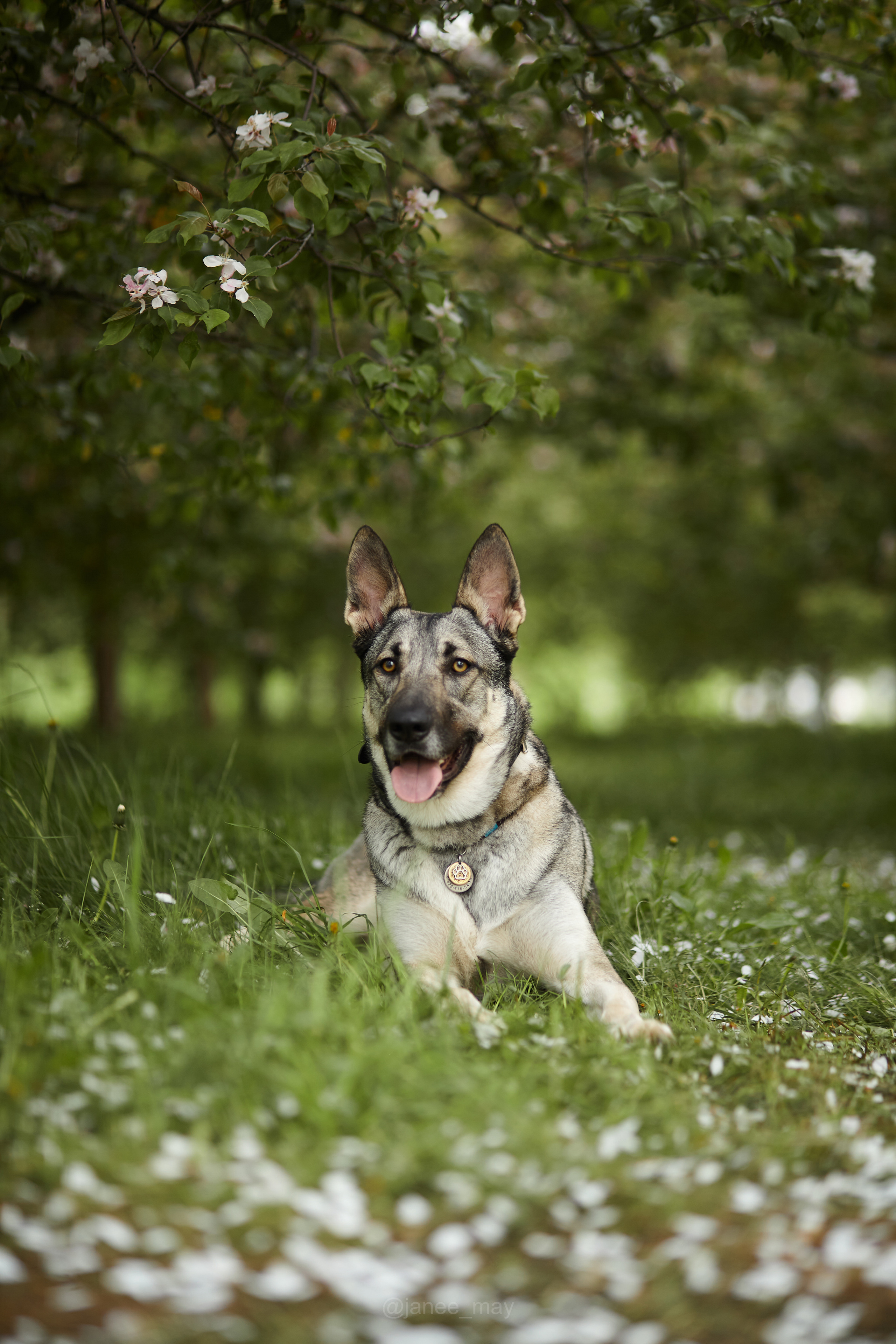 Фото собак, животных весной. Фотограф анималист в Москве Майорова Евгения