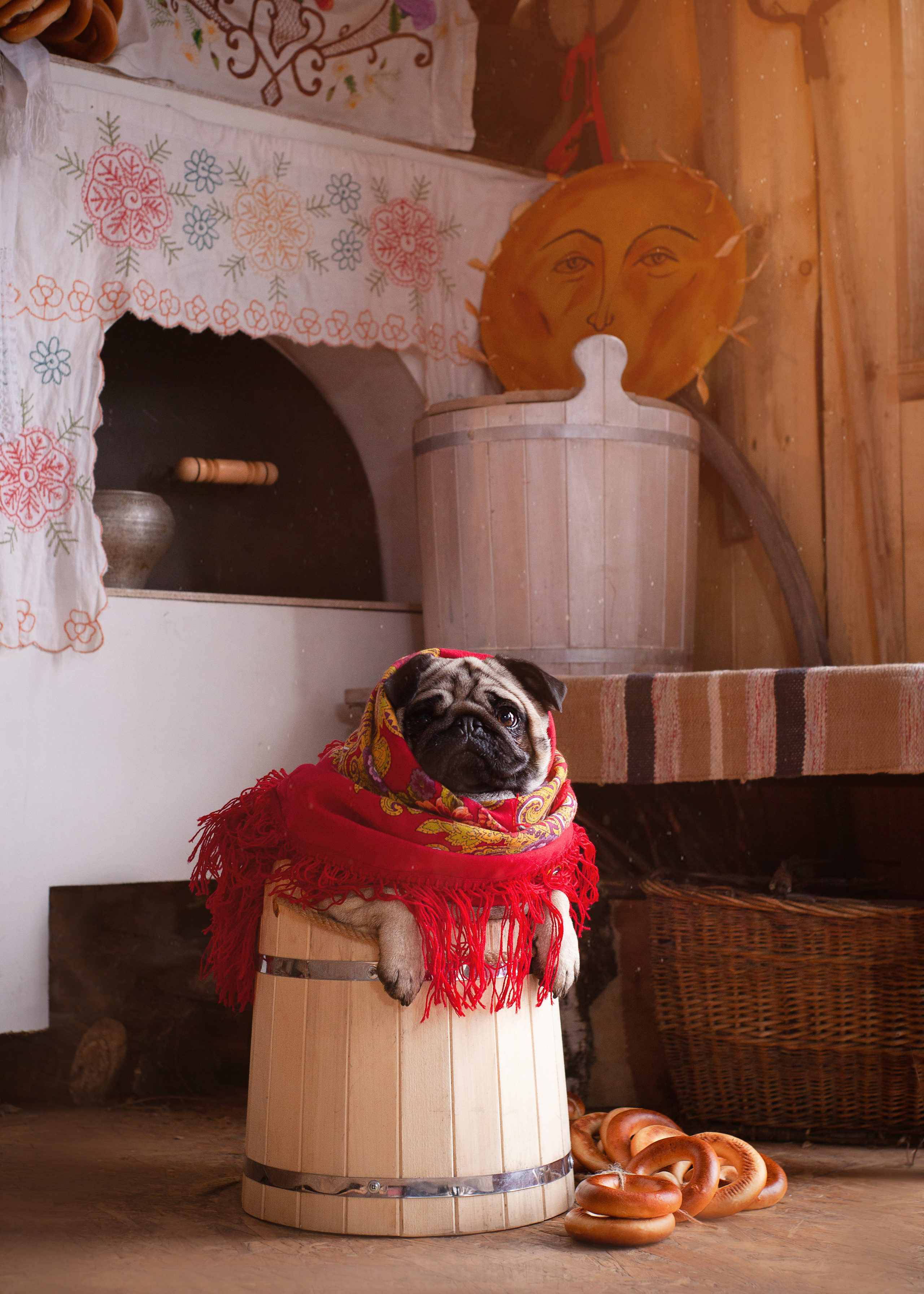 Фотосъемка собак в студии. Фотограф анималист в Москве Майорова Евгения