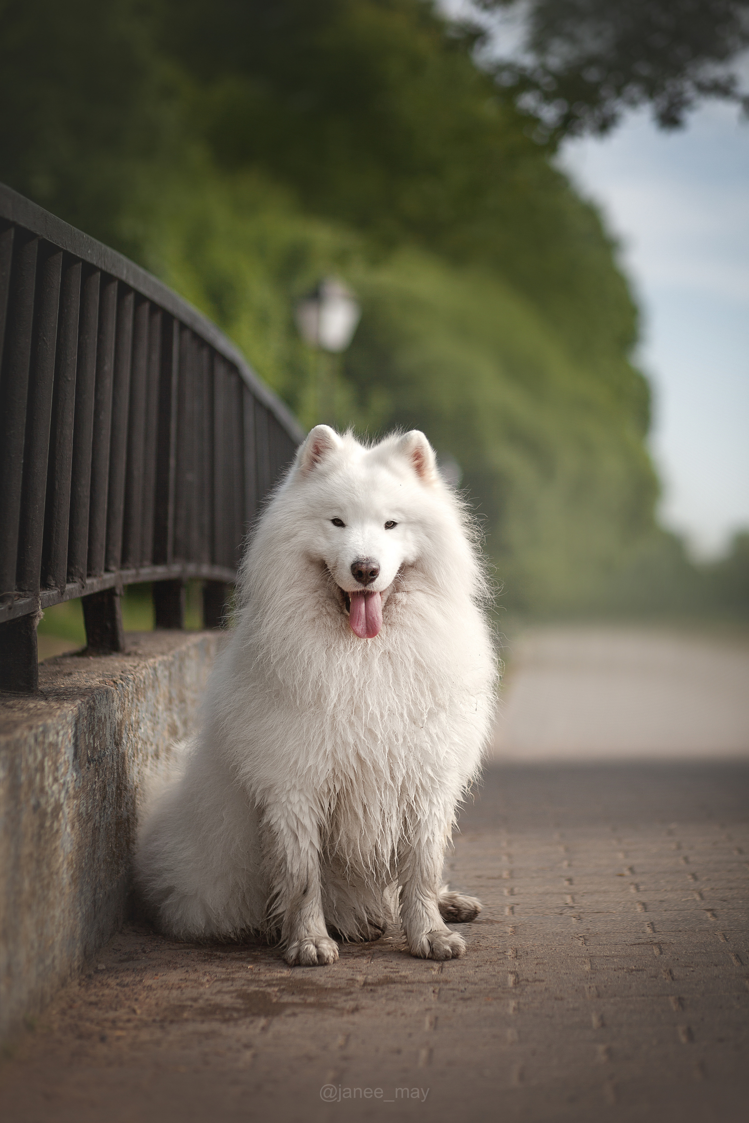Фото собак, животных летом. Фотограф анималист в Москве Майорова Евгения