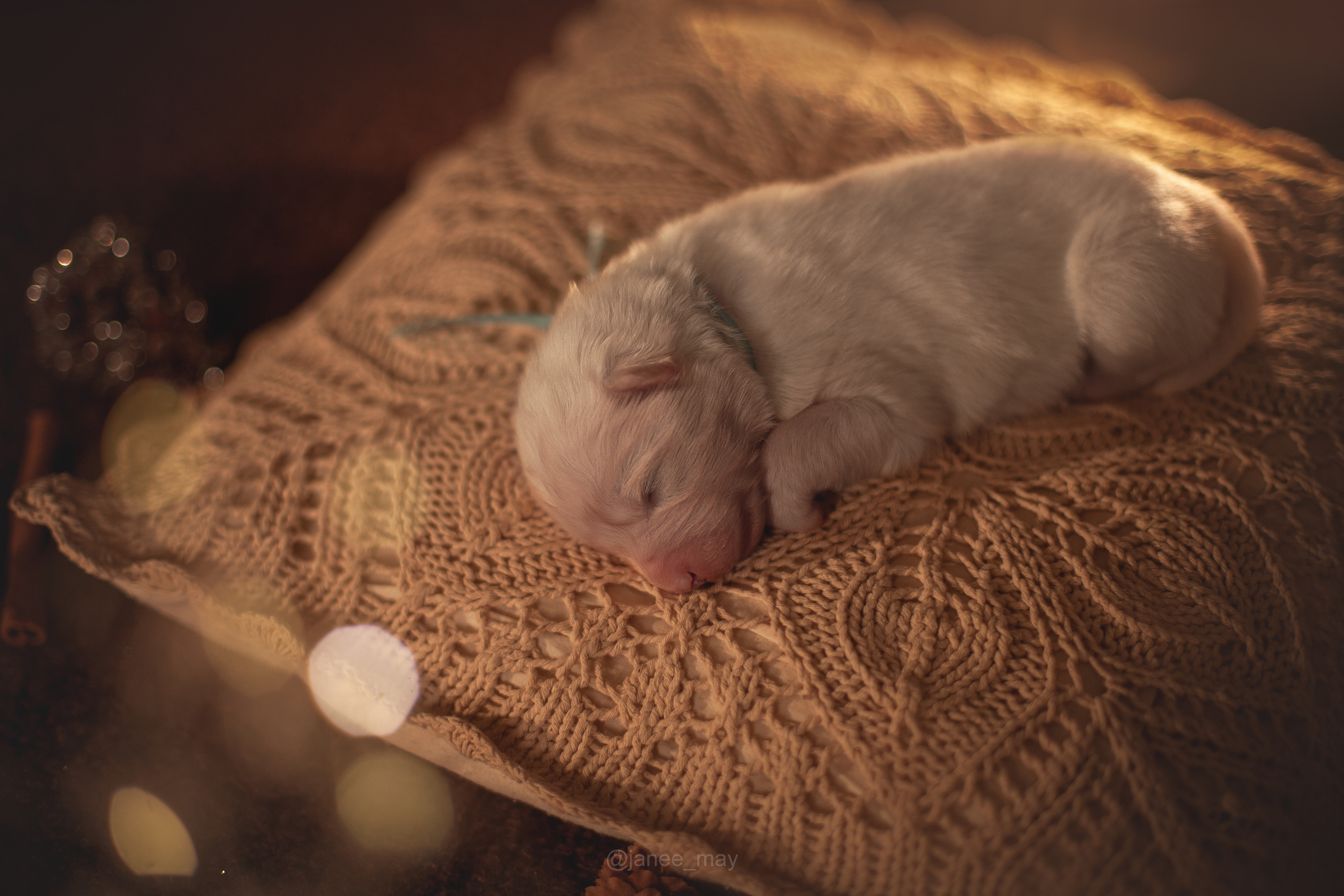 Фотосъемка щенков. Фотограф анималист в Москве Майорова Евгения