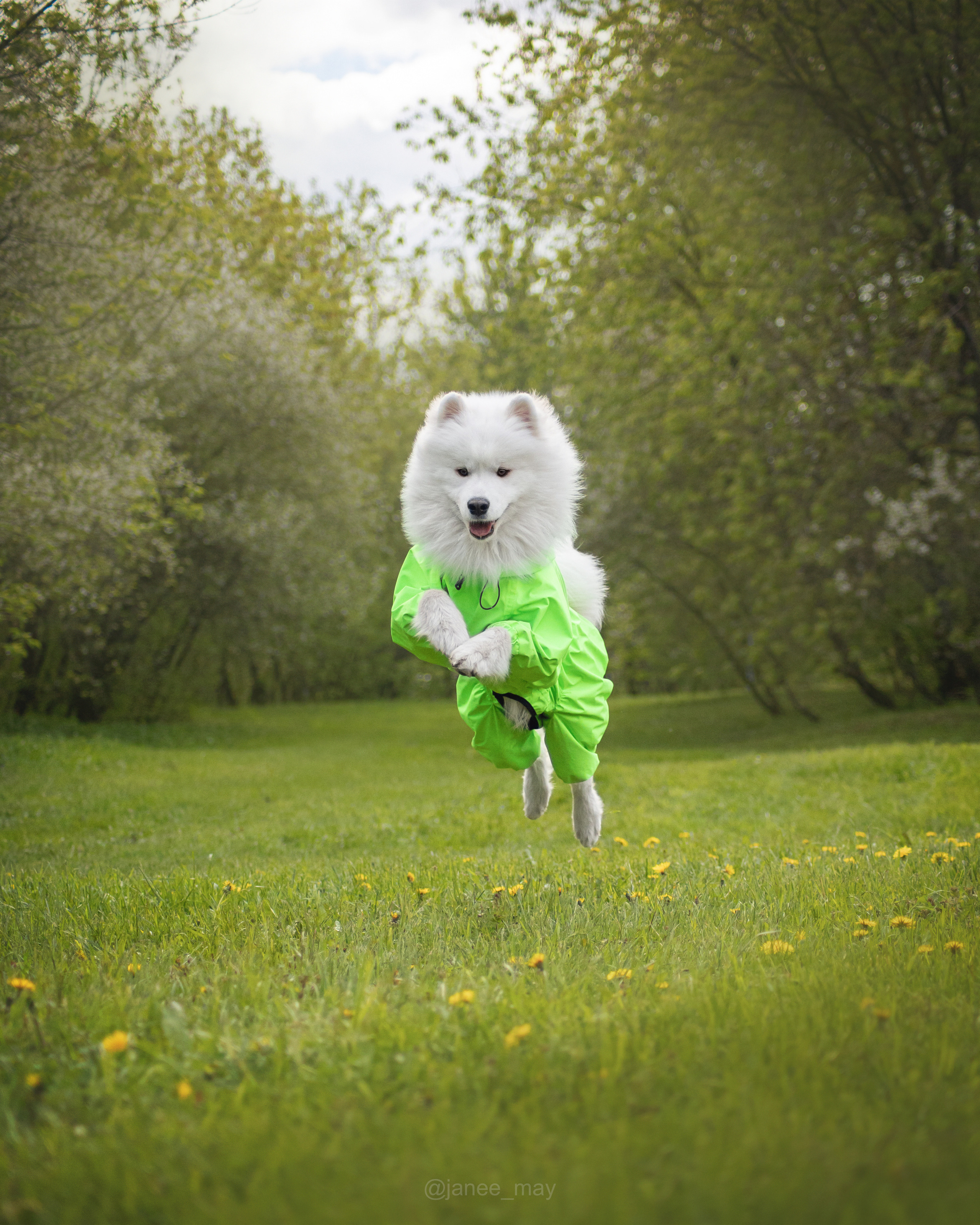 Фото собак, животных весной. Фотограф анималист в Москве Майорова Евгения