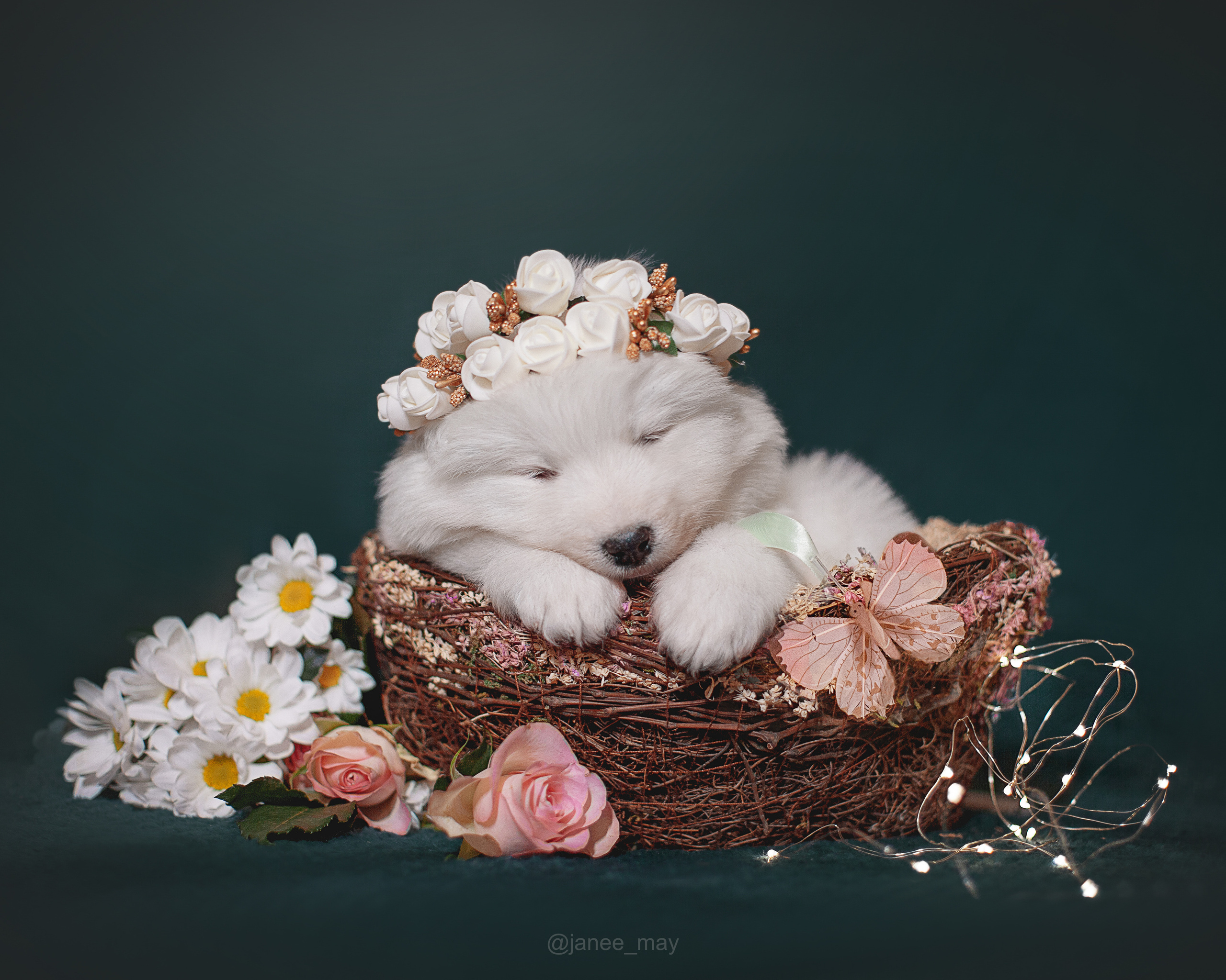 Фотосъемка щенков. Фотограф анималист в Москве Майорова Евгения