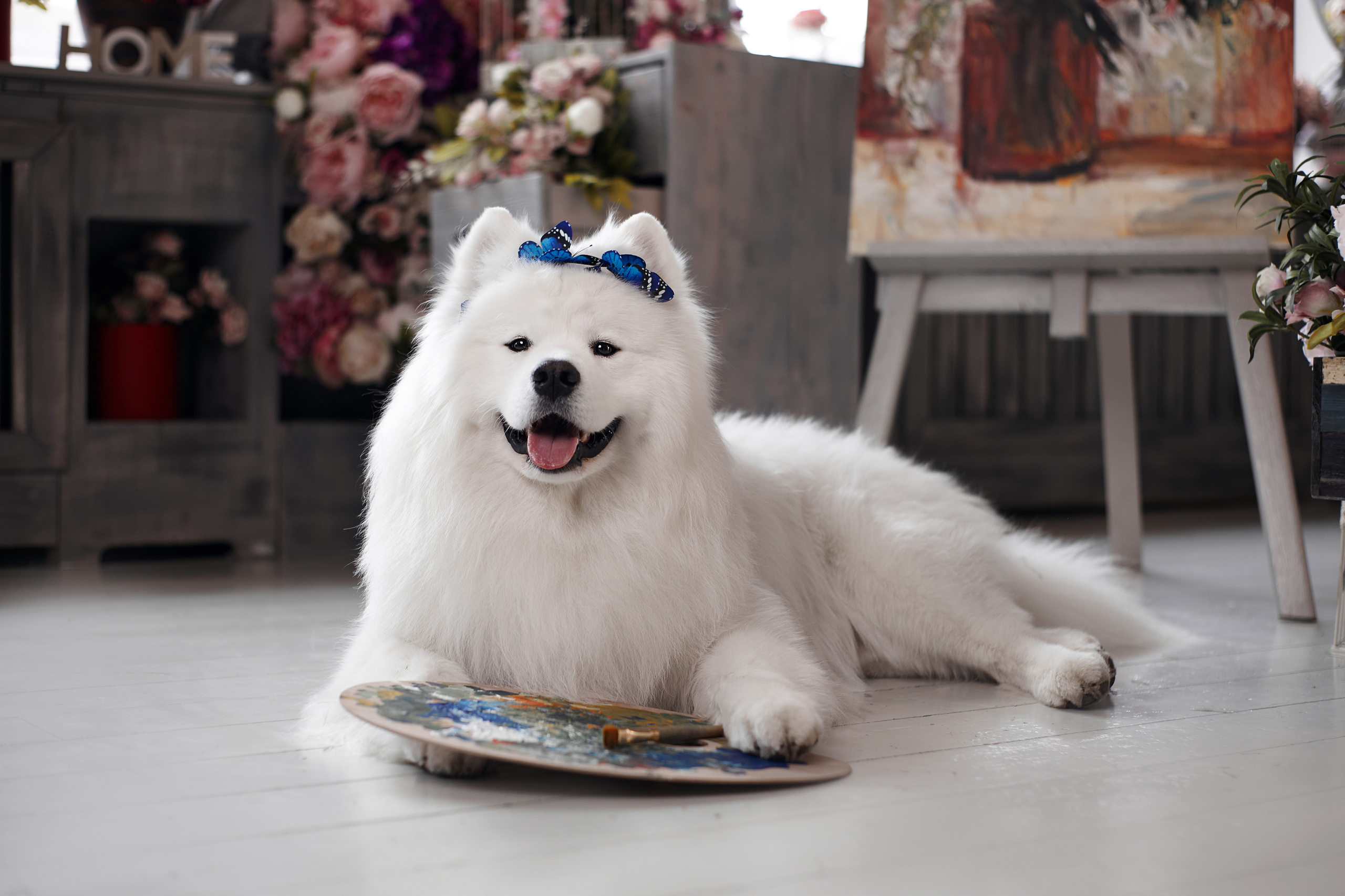 Фотосъемка собак в студии. Фотограф анималист в Москве Майорова Евгения