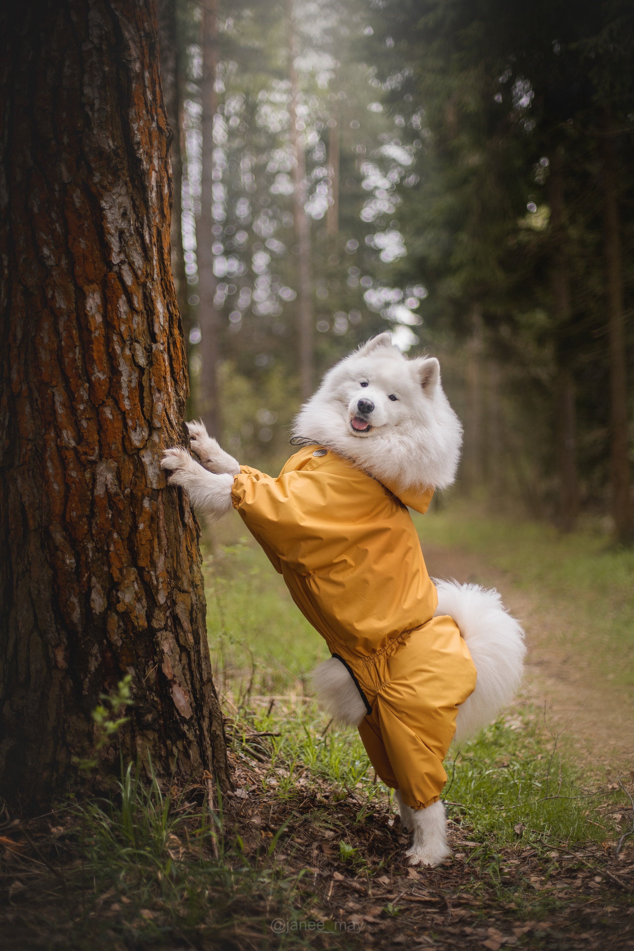 Фото собак, животных летом. Фотограф анималист в Москве Майорова Евгения