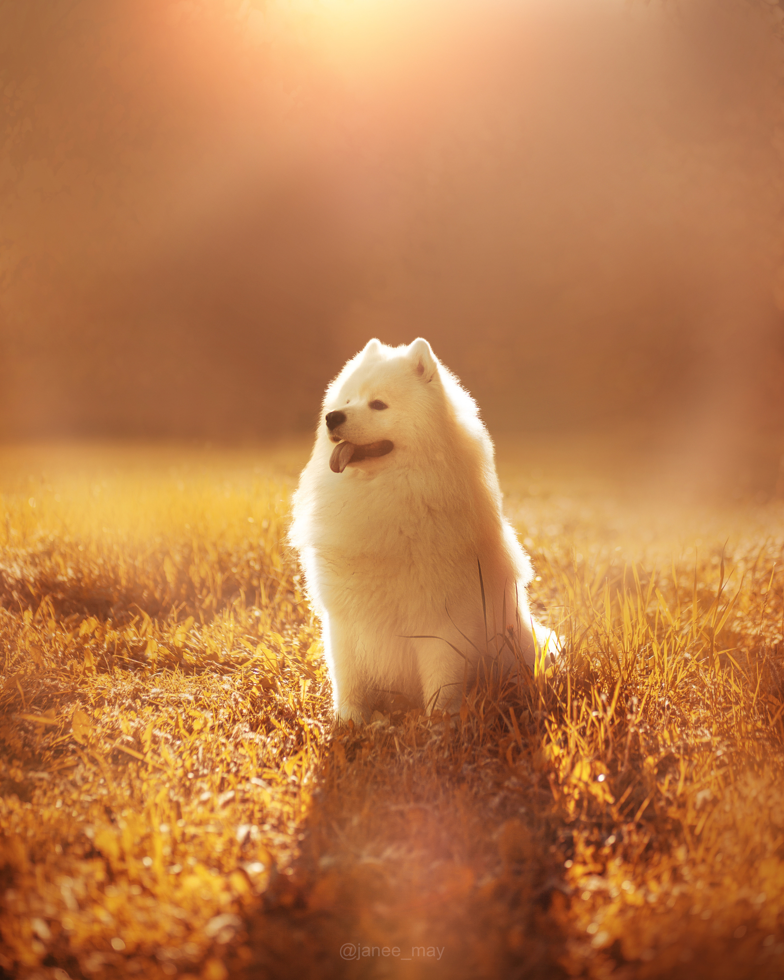 Фото собак, животных летом. Фотограф анималист в Москве Майорова Евгения