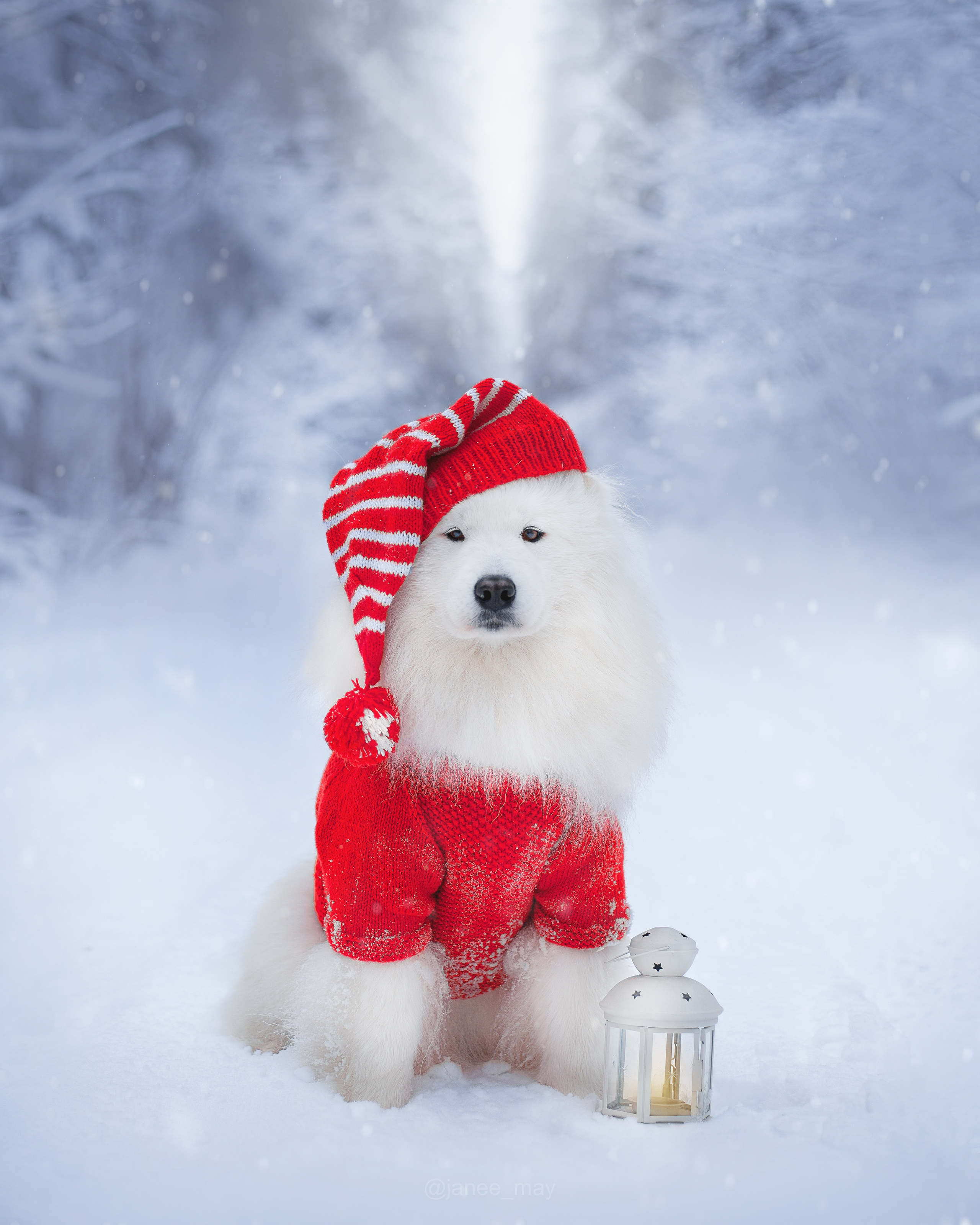 Фото собак, животных зимой. Фотограф анималист в Москве Майорова Евгения