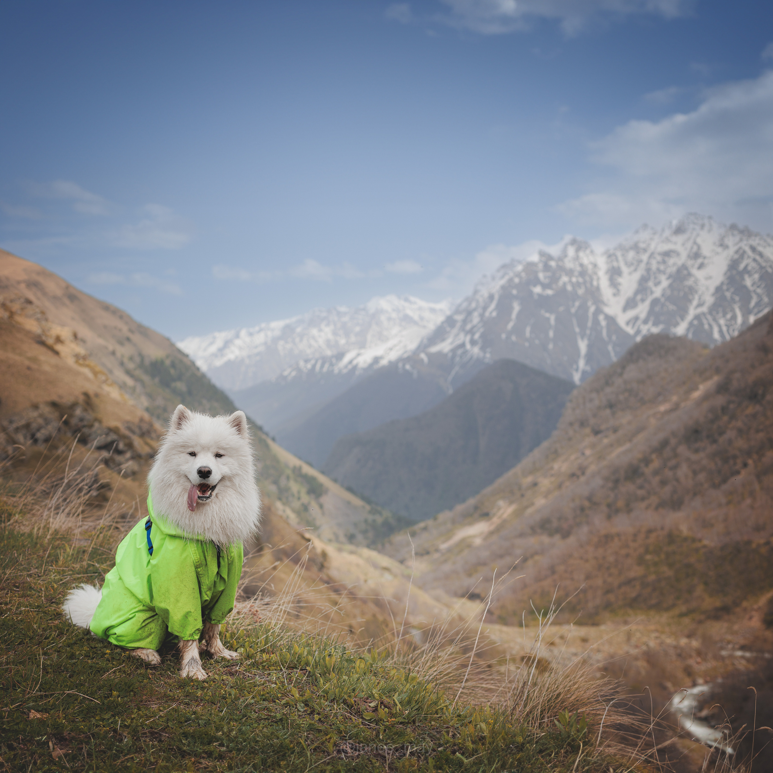 Фото собак, животных летом. Фотограф анималист в Москве Майорова Евгения