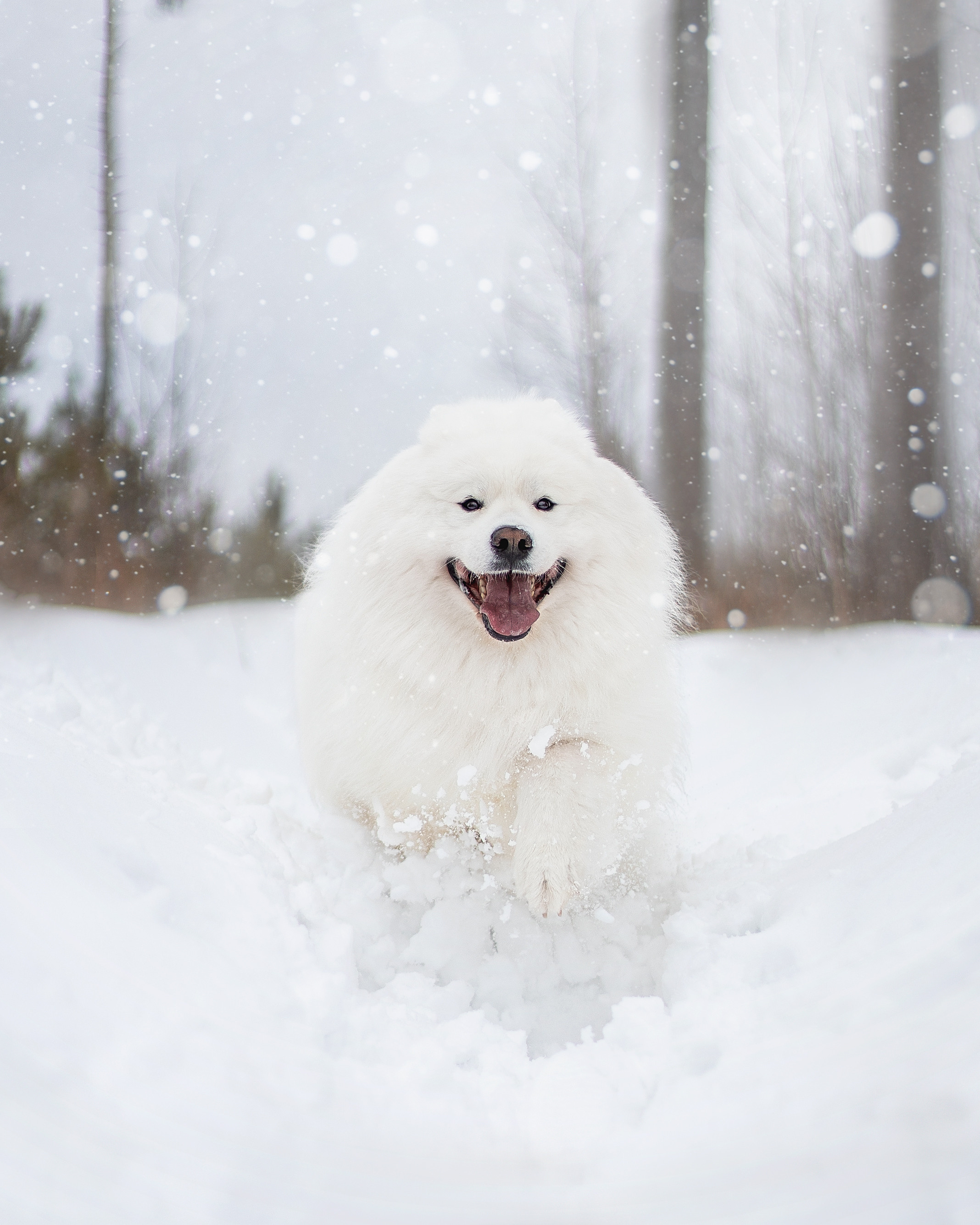 Фото собак, животных зимой. Фотограф анималист в Москве Майорова Евгения