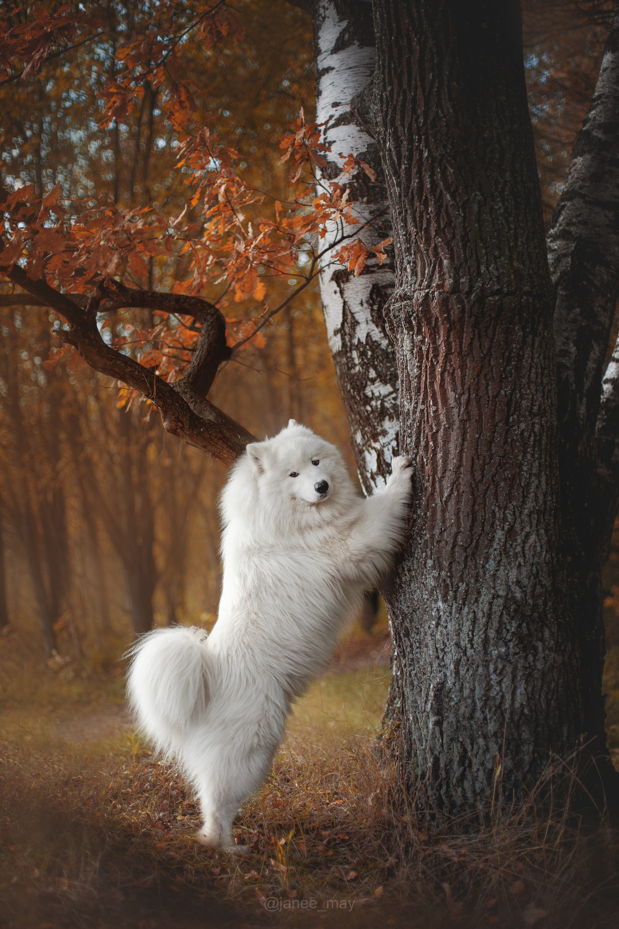 Фото собак, животных осенью. Фотограф анималист в Москве Майорова Евгения