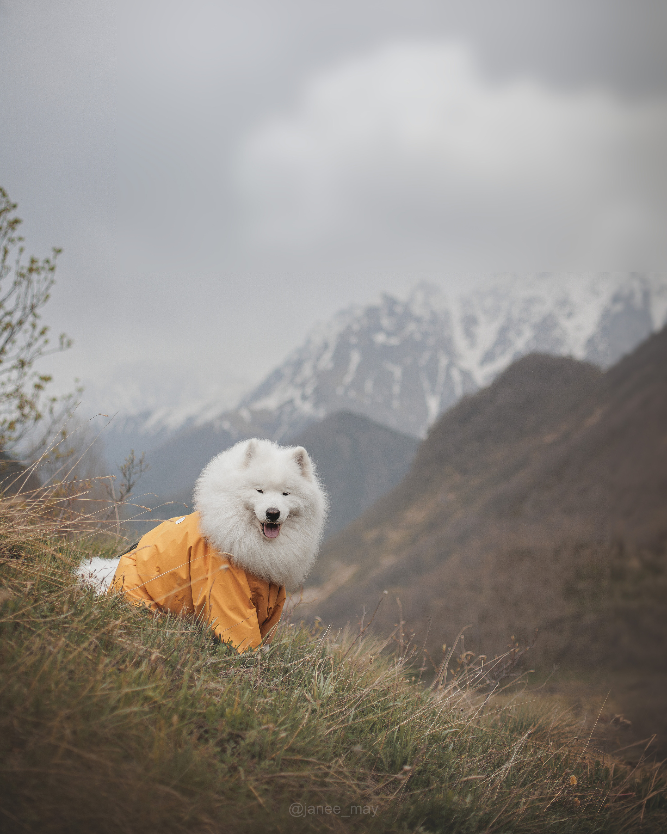 Фото собак, животных летом. Фотограф анималист в Москве Майорова Евгения