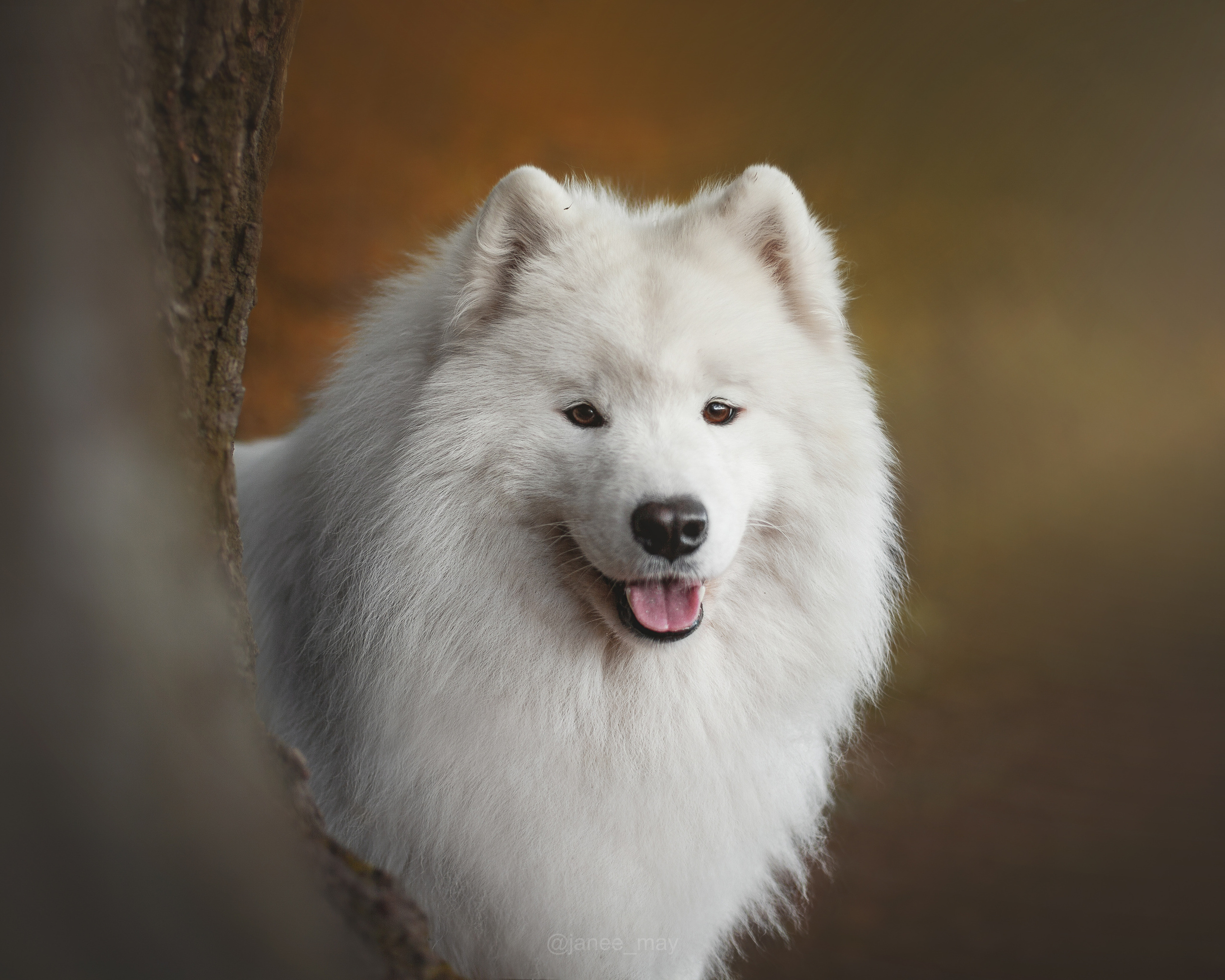 Фото собак, животных осенью. Фотограф анималист в Москве Майорова Евгения