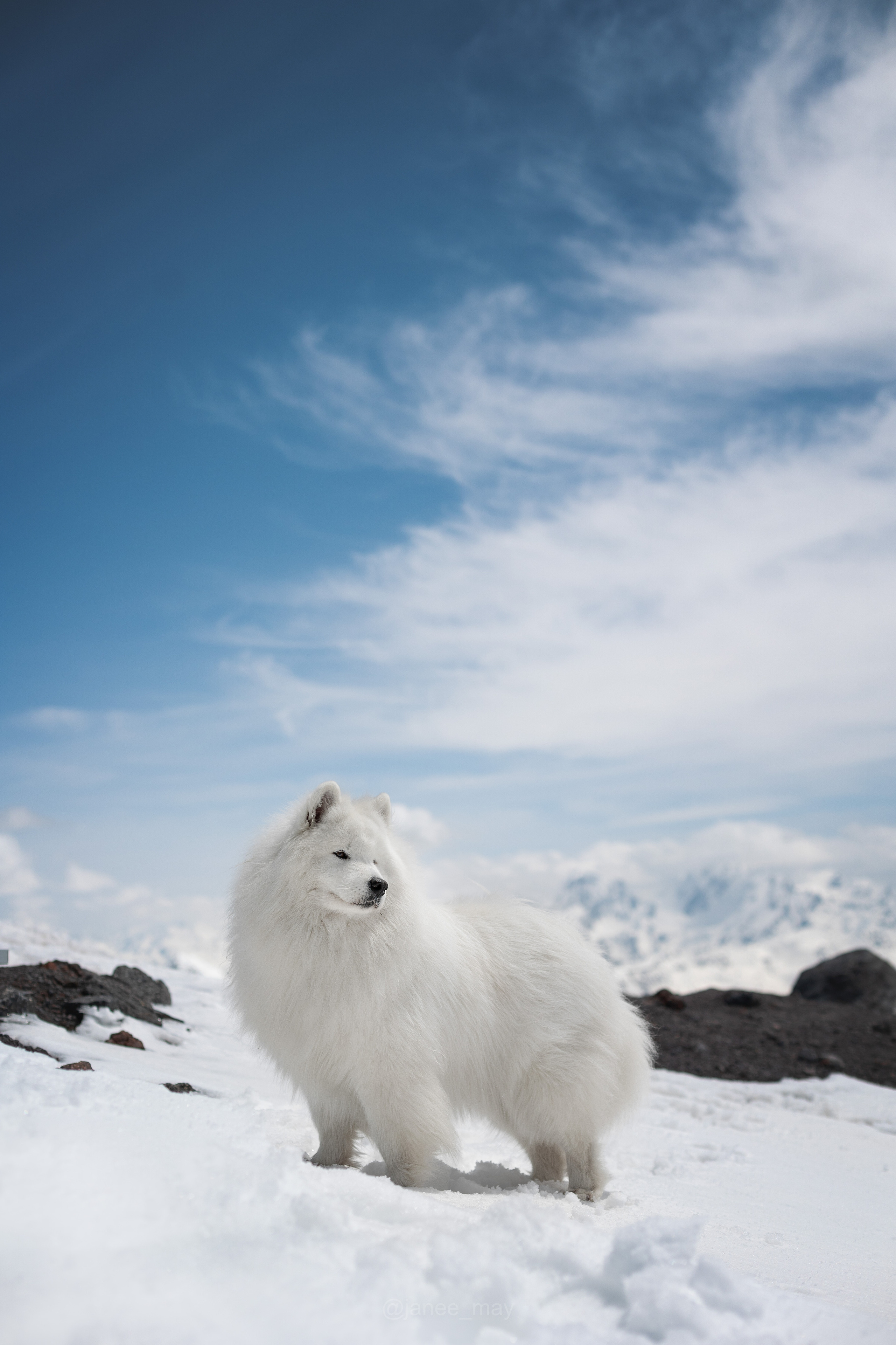 Фото собак, животных зимой. Фотограф анималист в Москве Майорова Евгения