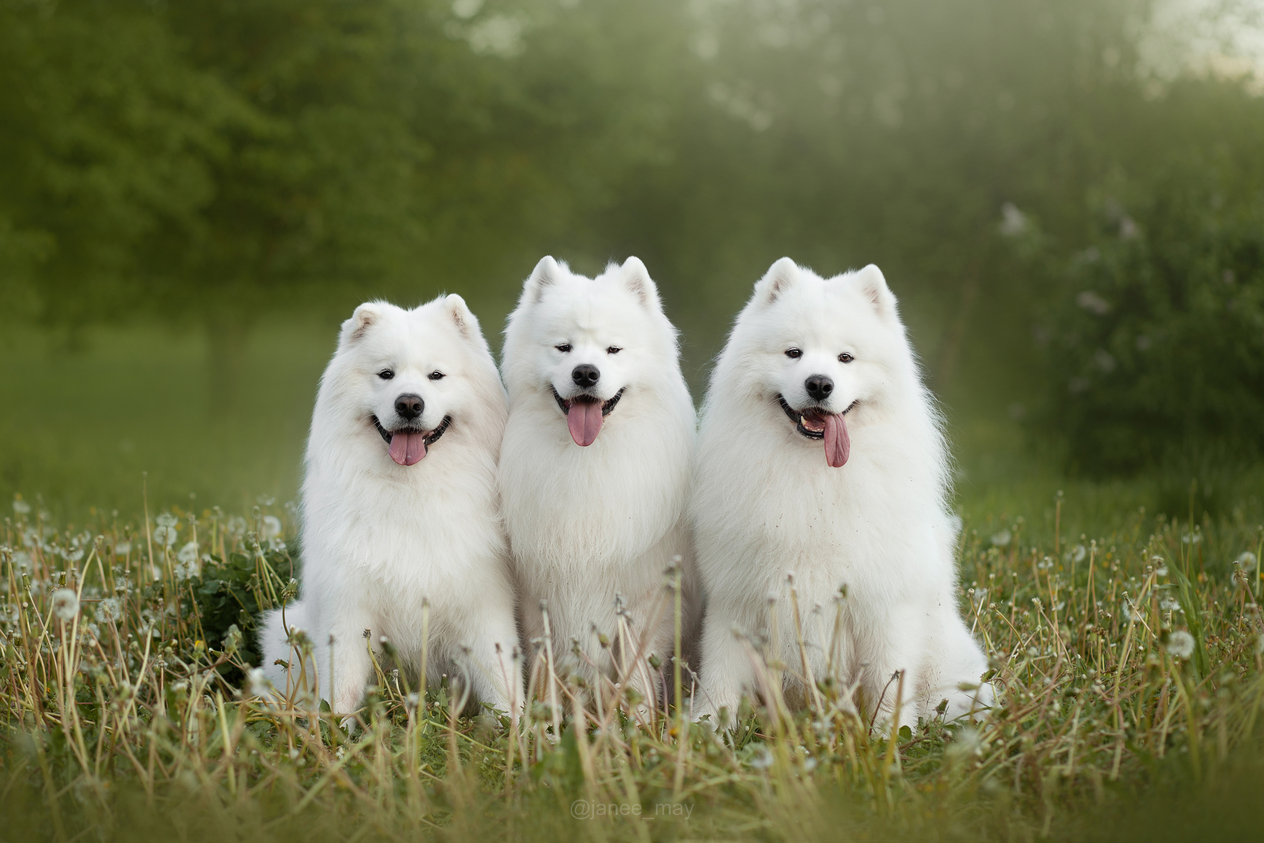Фото собак, животных летом. Фотограф анималист в Москве Майорова Евгения