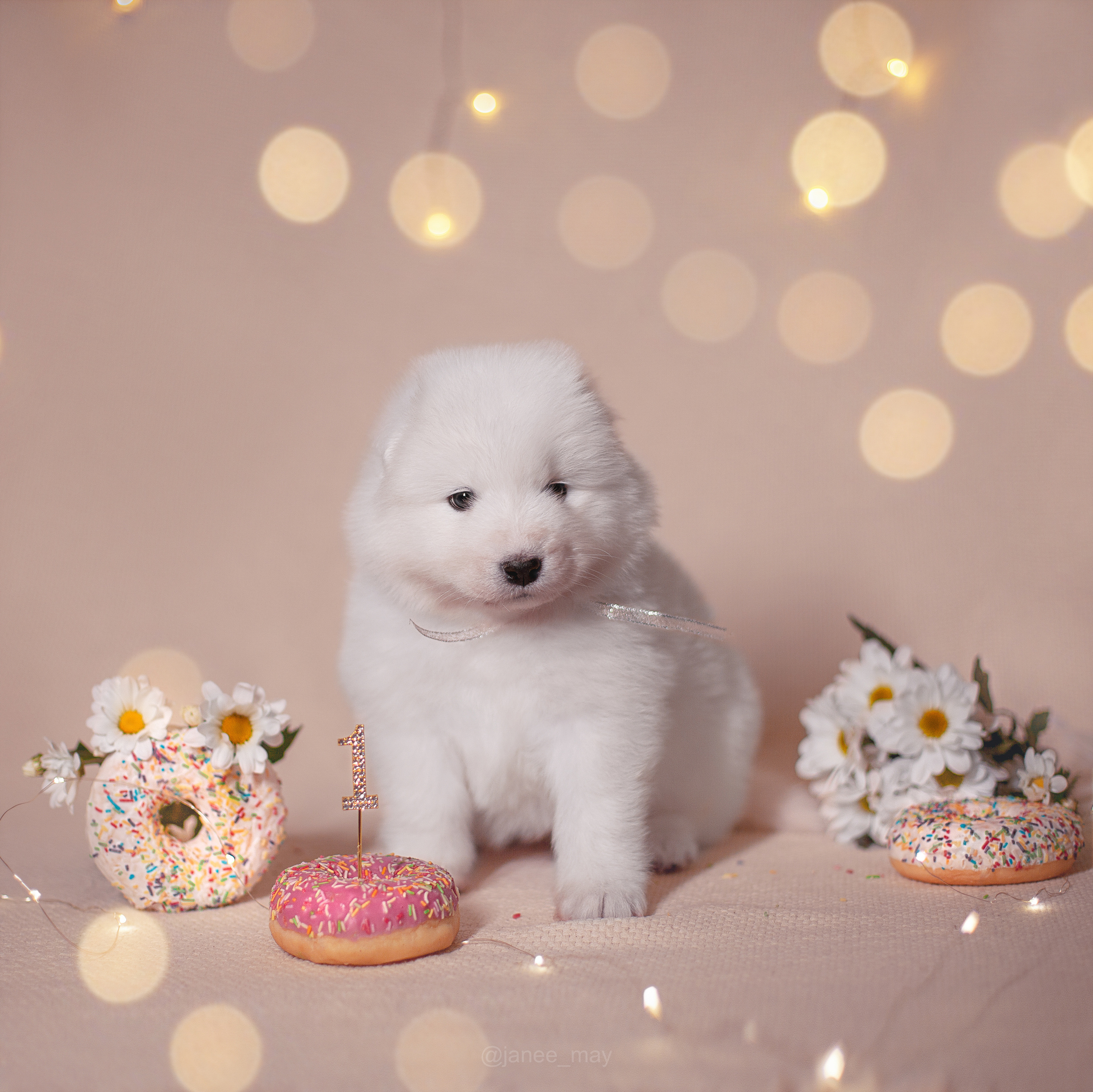 Фотосъемка щенков. Фотограф анималист в Москве Майорова Евгения
