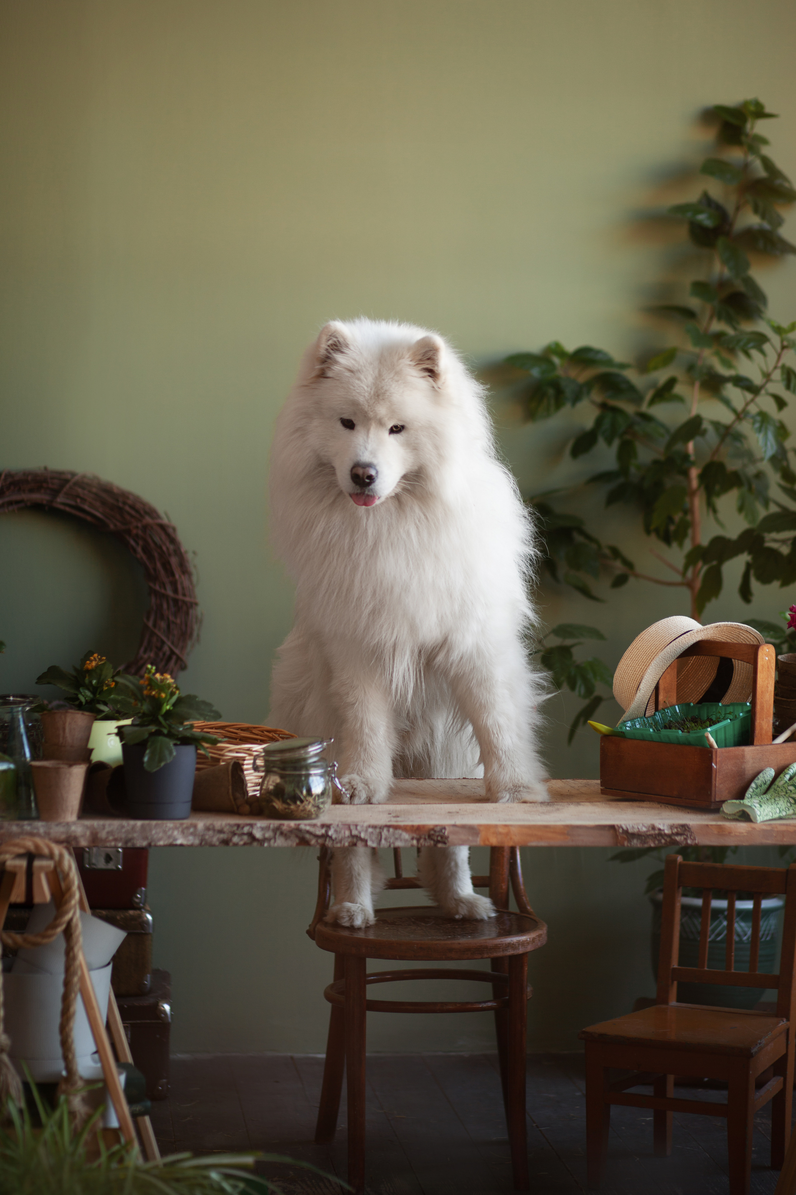 Фотосъемка собак в студии. Фотограф анималист в Москве Майорова Евгения