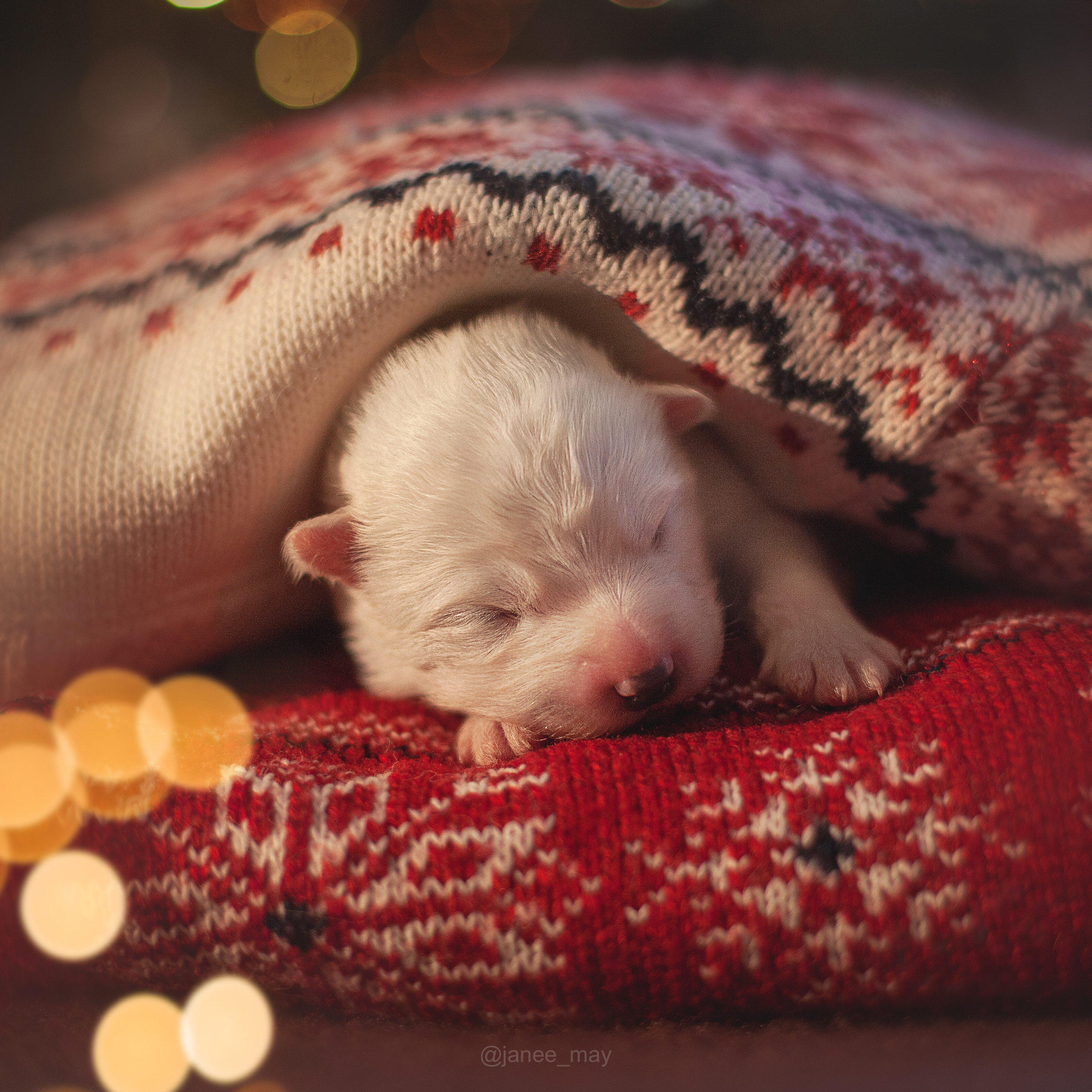 Фотосъемка щенков. Фотограф анималист в Москве Майорова Евгения