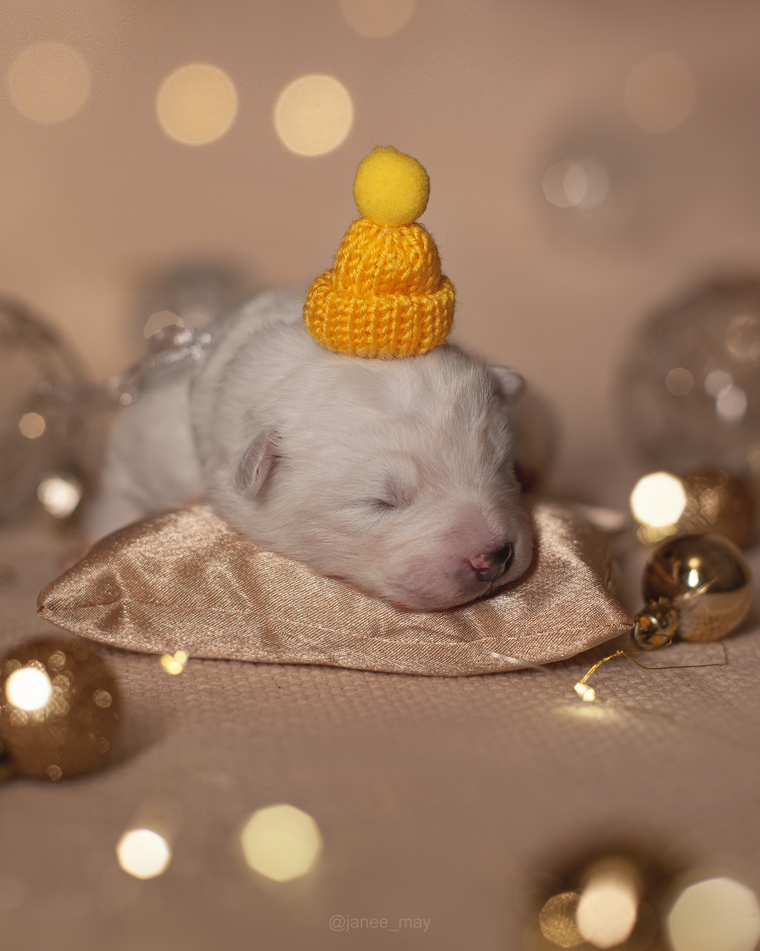 Фотосъемка щенков. Фотограф анималист в Москве Майорова Евгения