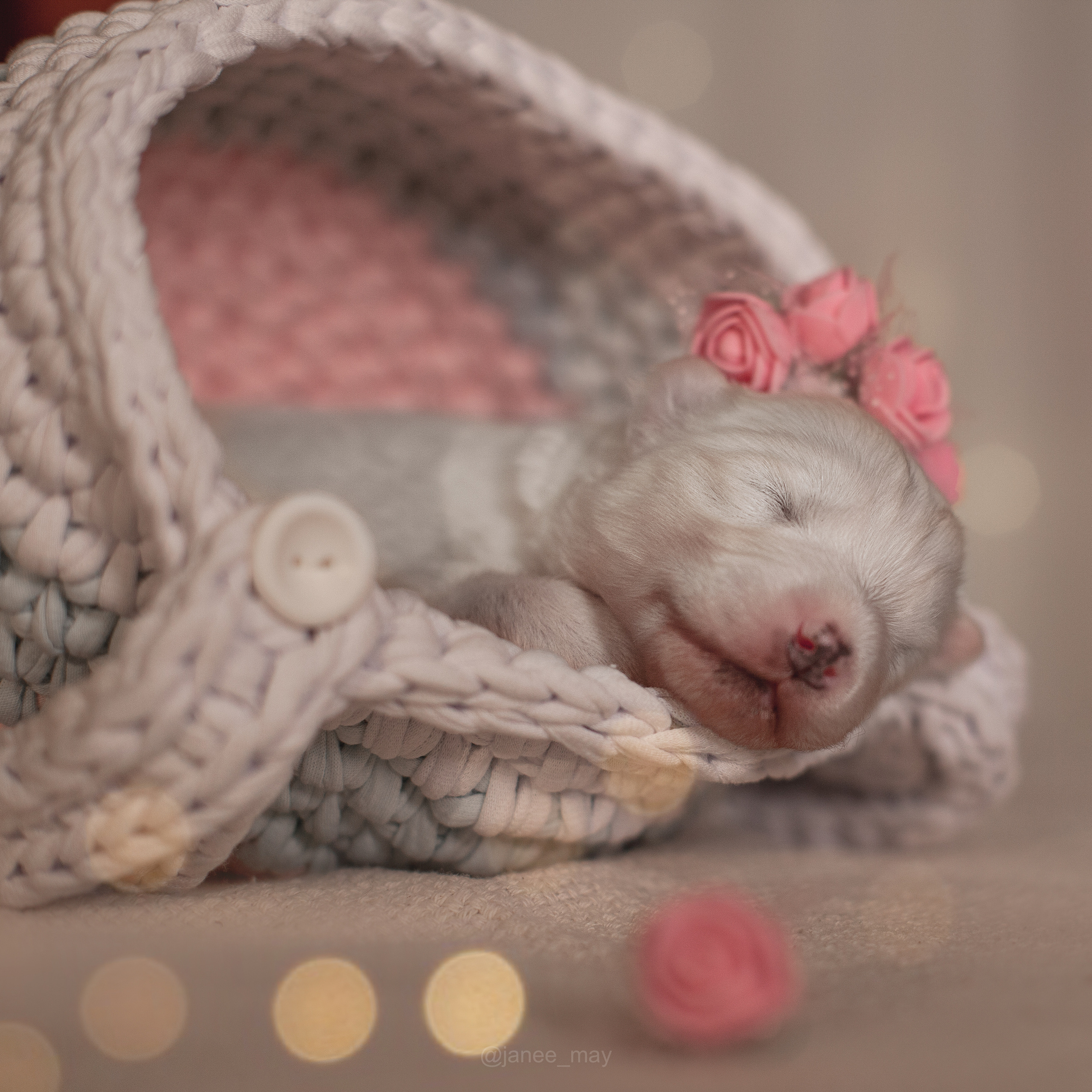 Фотосъемка щенков. Фотограф анималист в Москве Майорова Евгения