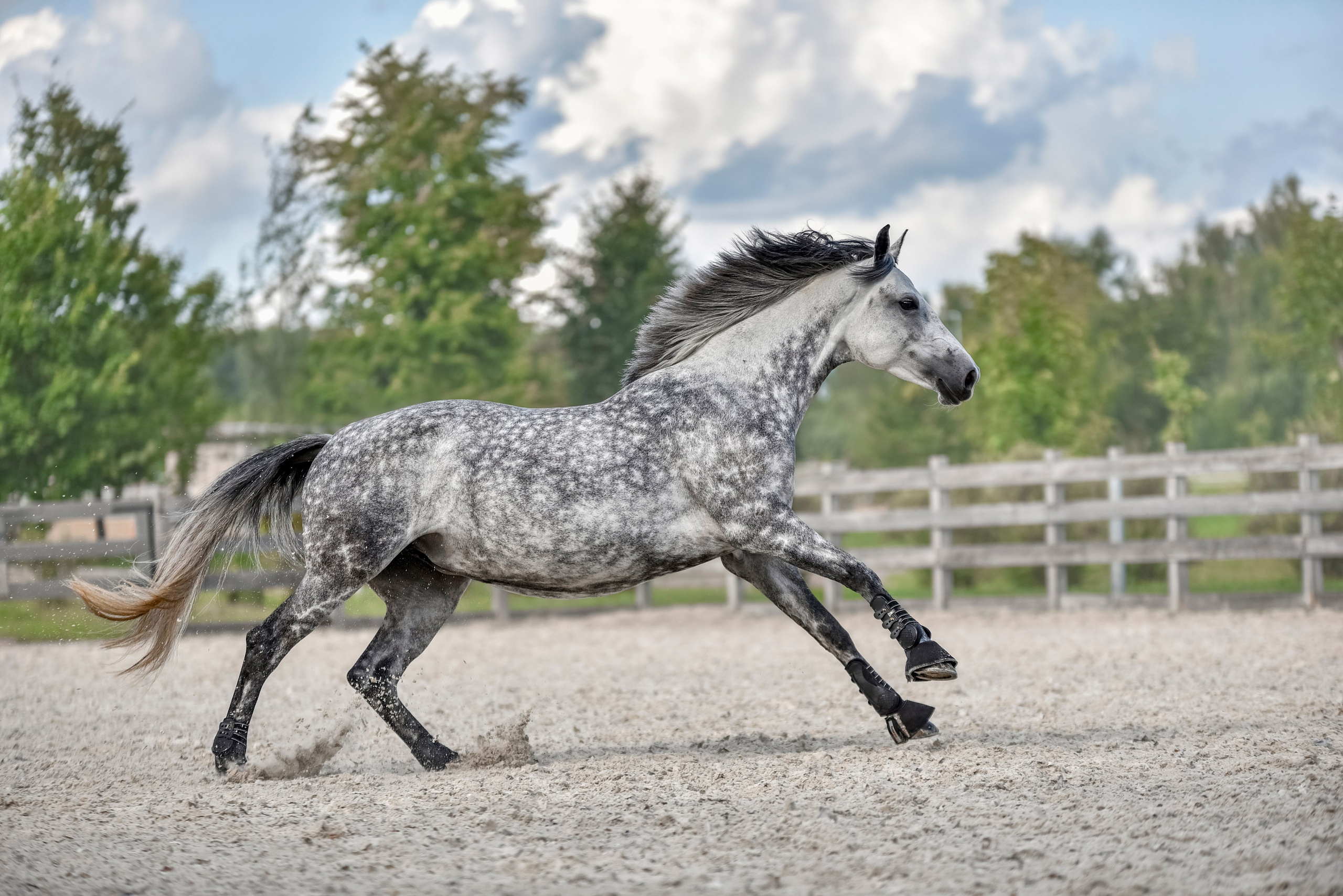 Лошади на свободе, съемка лошадей, экстерьерная съемка, фотосессия