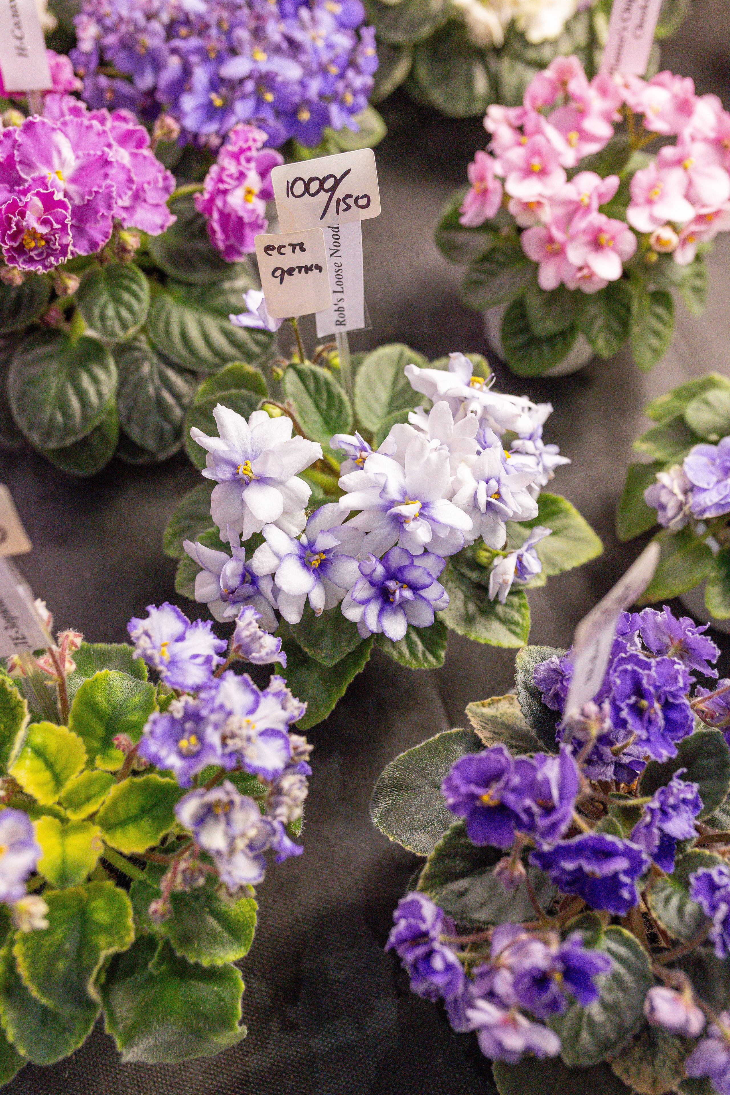 Орхидиум 12.2025. Александра Куликова фотограф, Москва