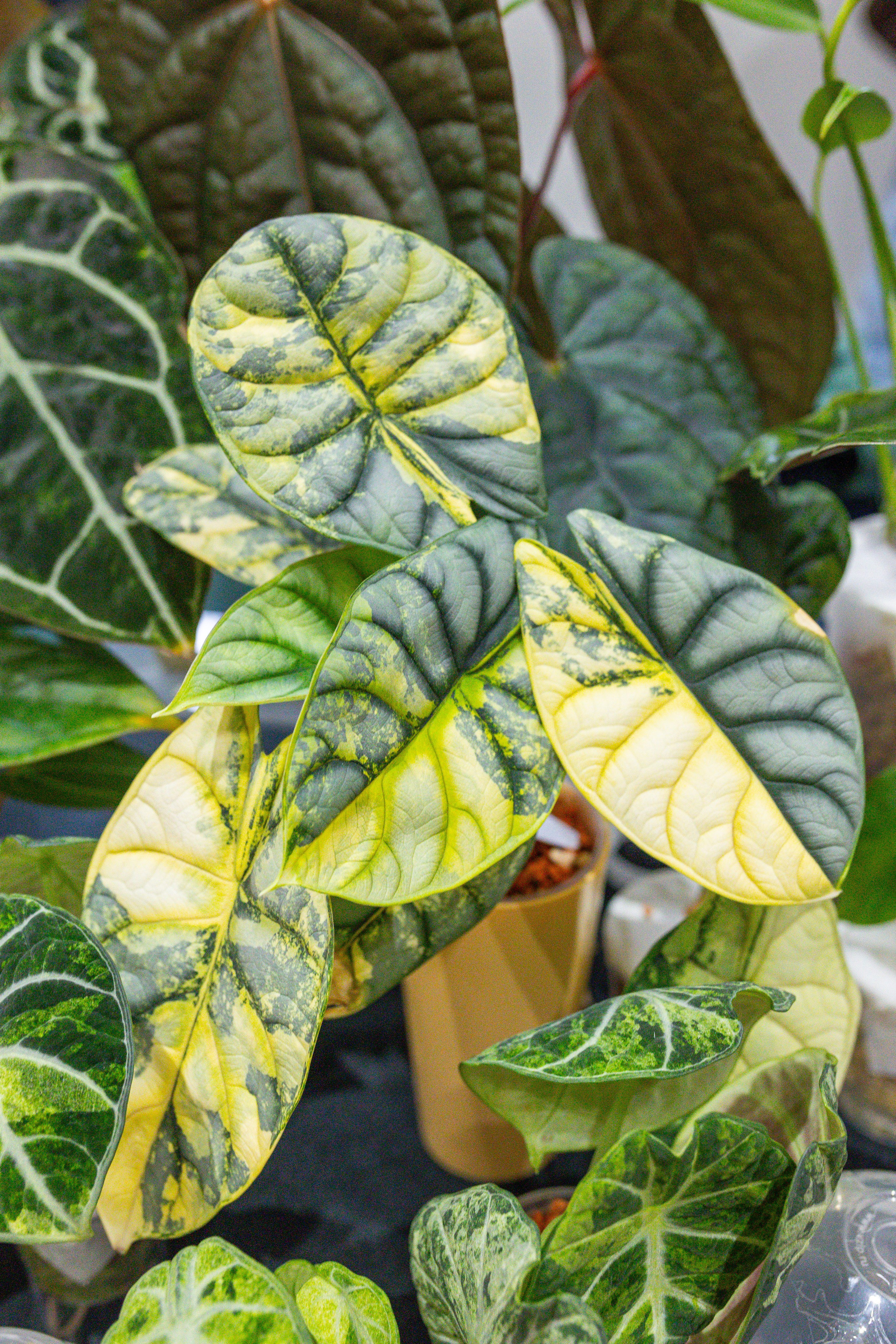 Монстериум 11–12 октября. Александра Куликова фотограф, Москва