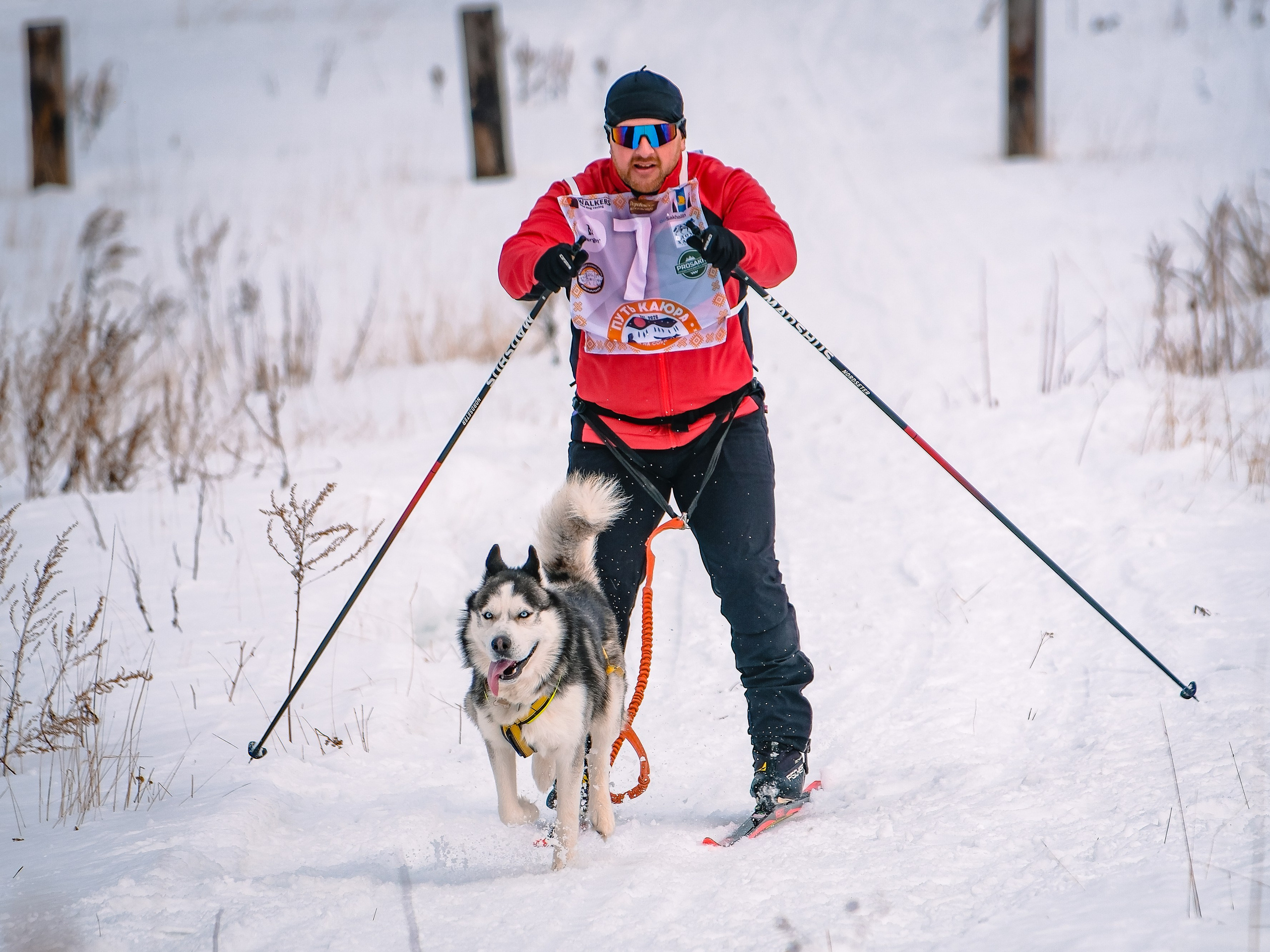Фестиваль ездового спорта. Фотограф. г. Южно-Сахалинск. Олег Толстов