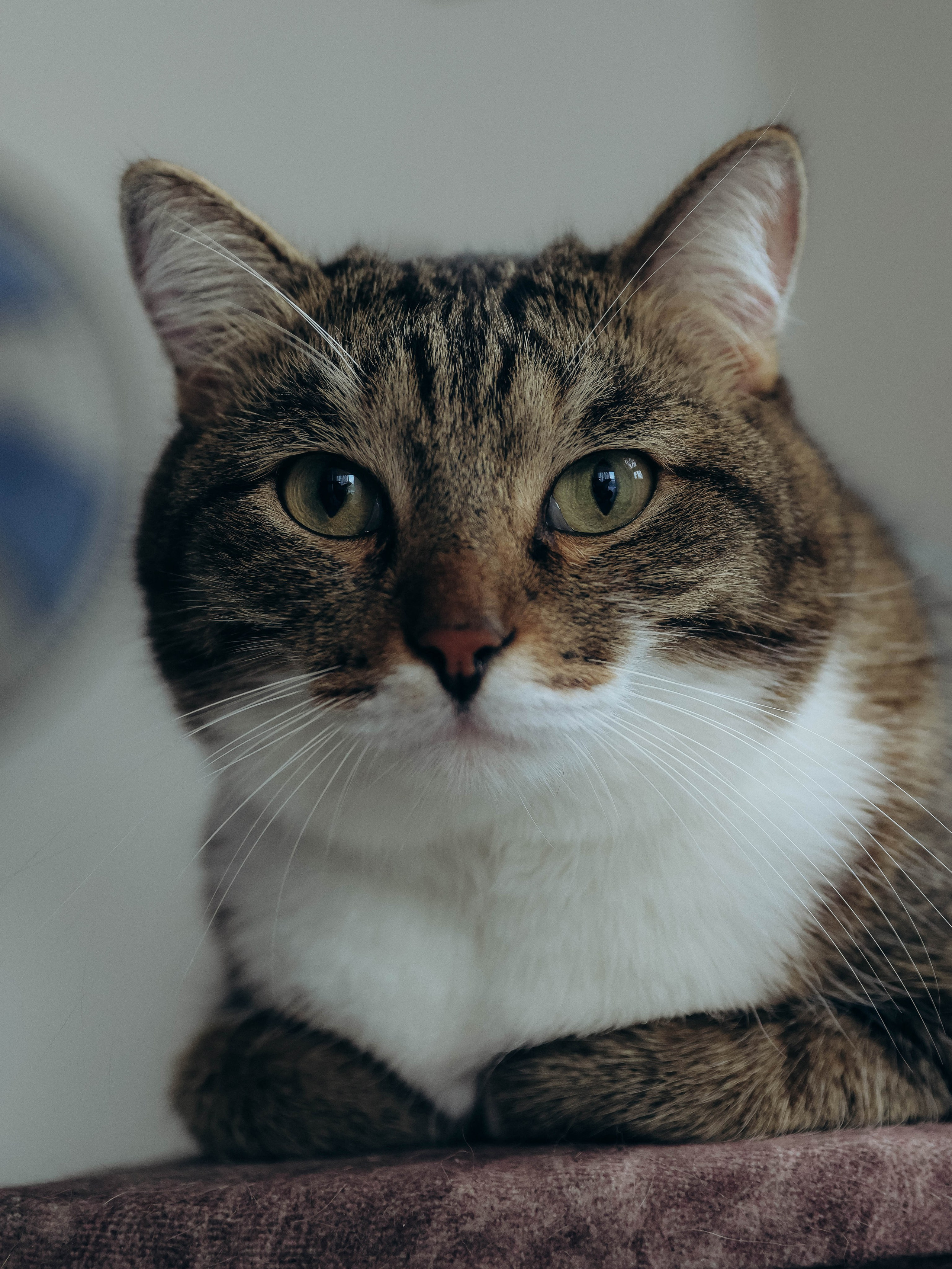 Любовь и котики. Мультифотограф Динара Ахмедзянова