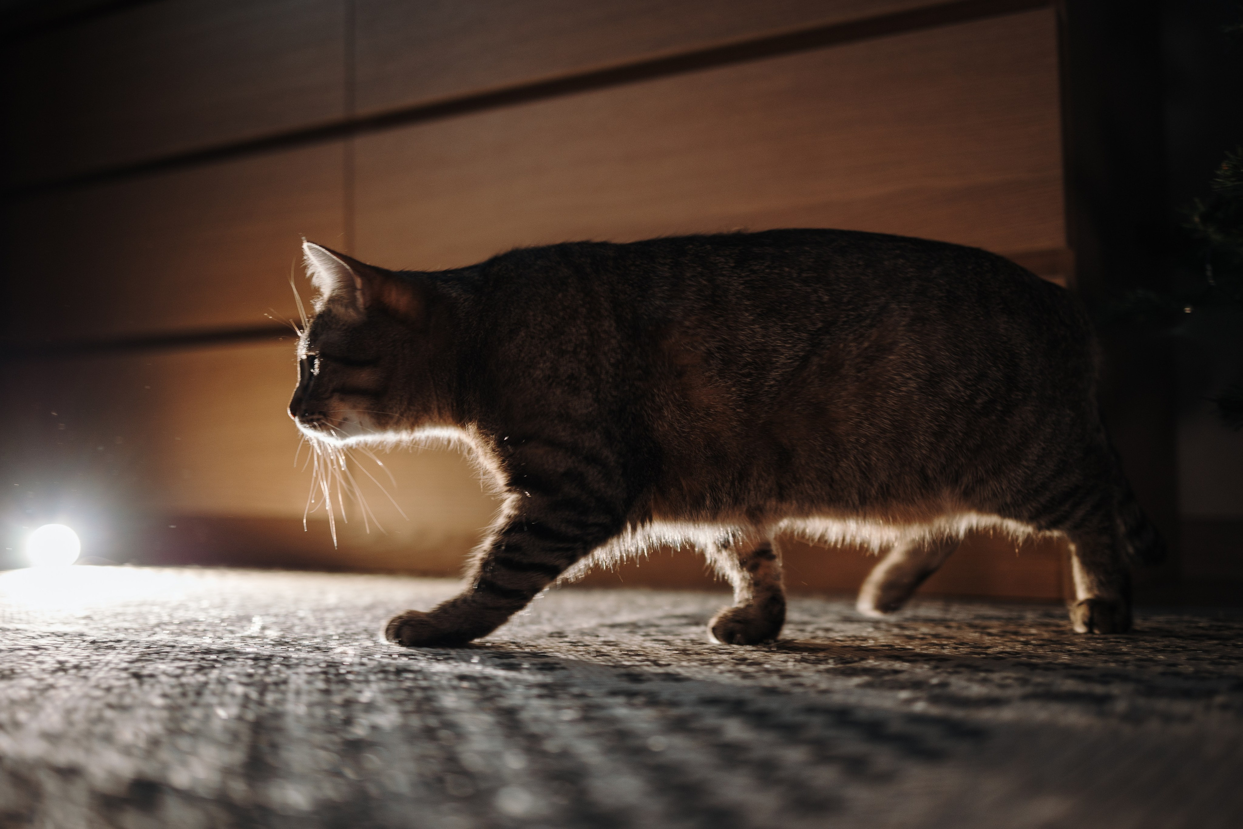 Мася и ее семья. Фотограф — Анималист | Санкт-Петербург